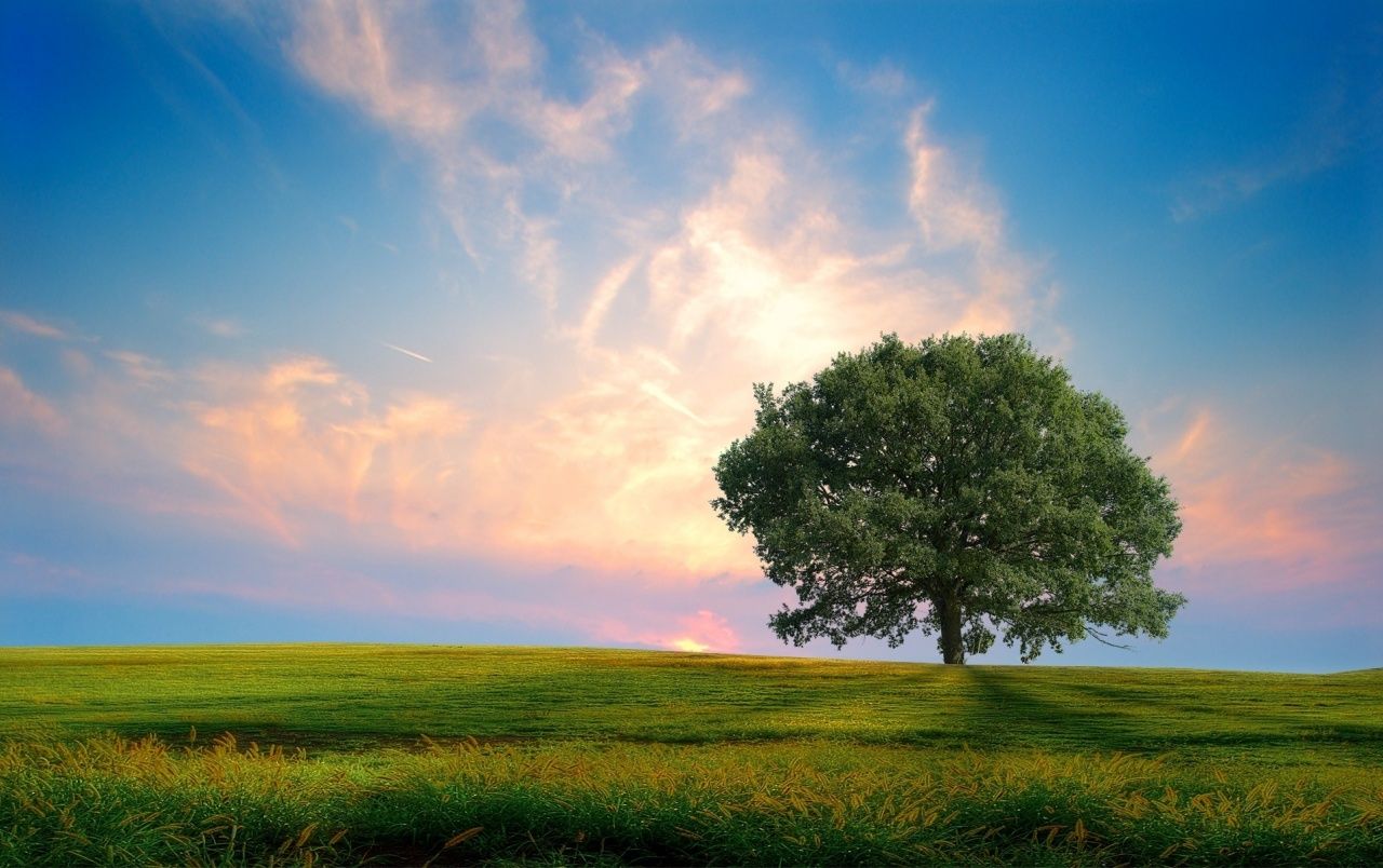 Sky, Bench And Trees Wallpapers