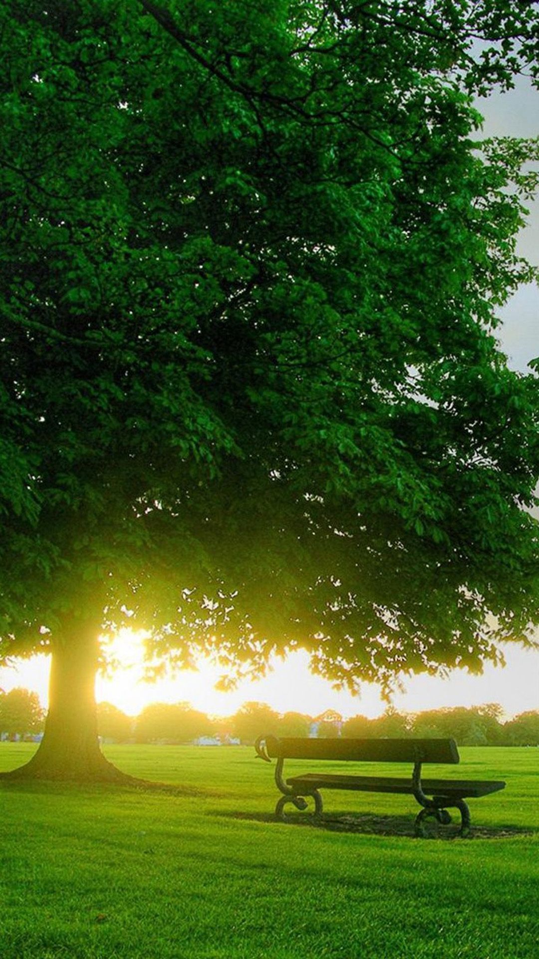 Sky, Bench And Trees Wallpapers