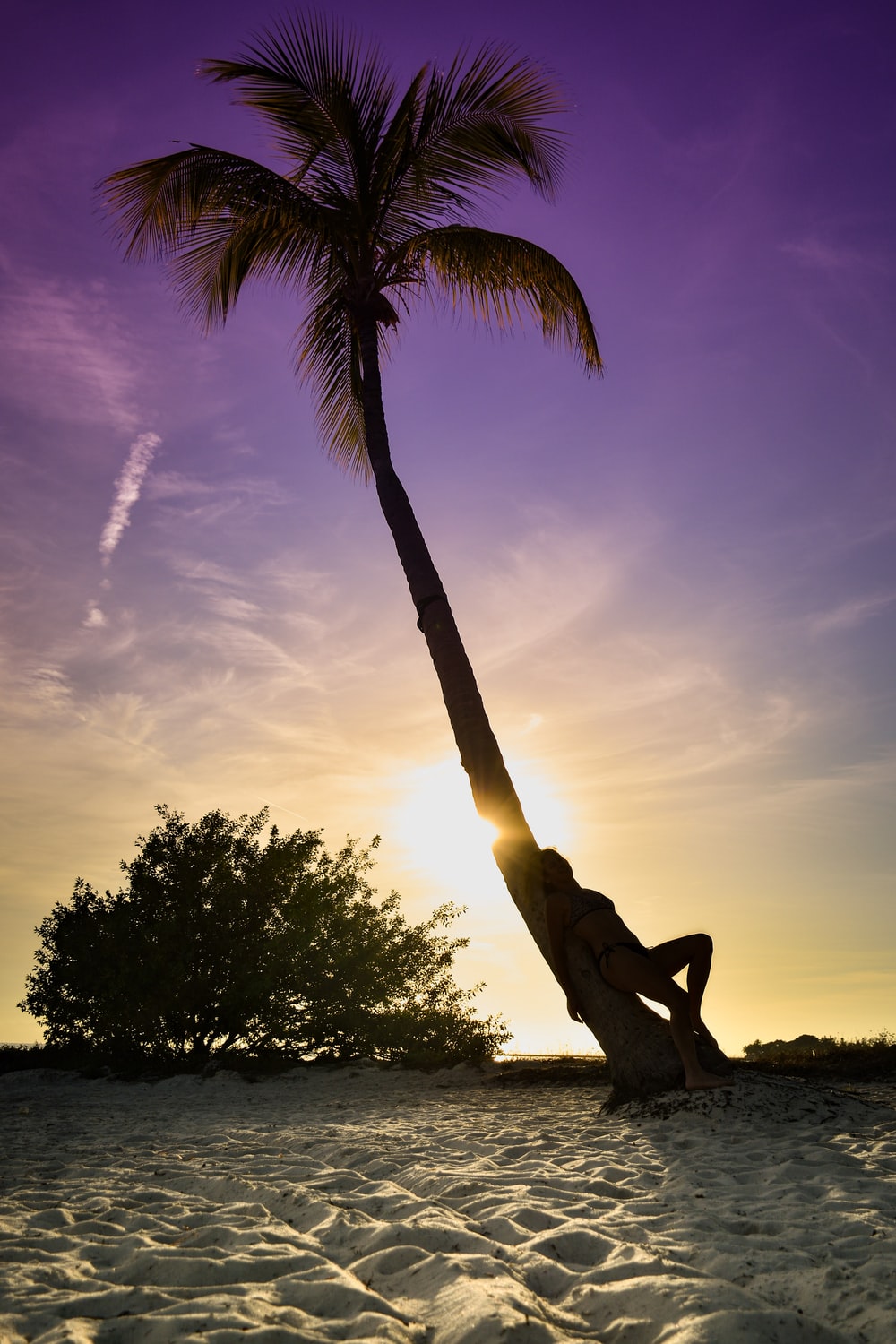 Slanting Tree Above Ocean At Sunset Wallpapers