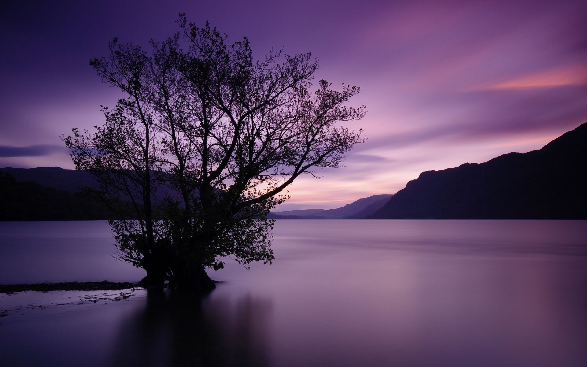 Slanting Tree Above Ocean At Sunset Wallpapers