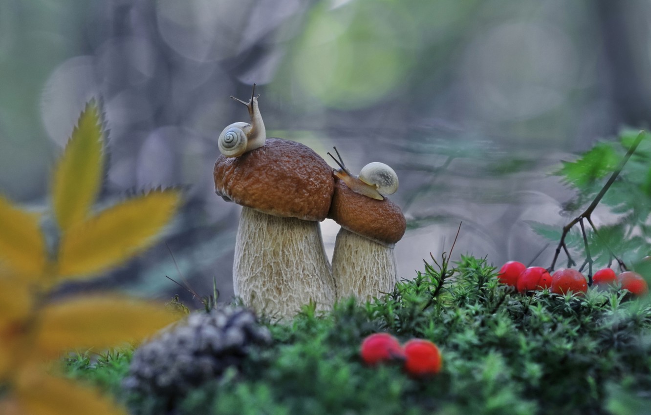 Snail And Mushroom Photography Wallpapers