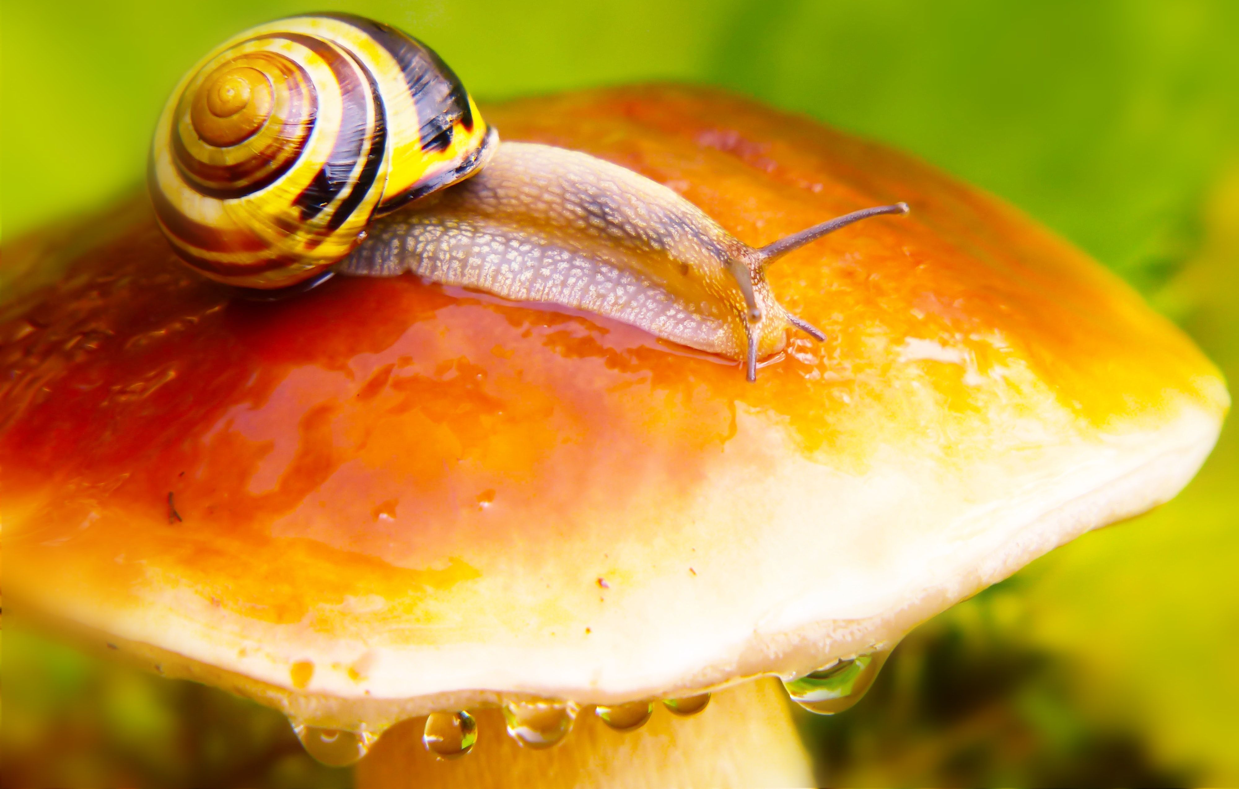 Snail And Mushroom Photography Wallpapers