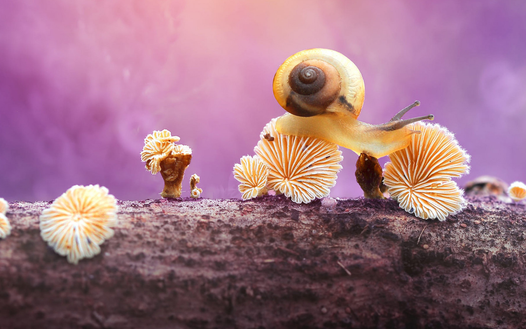 Snail And Mushroom Photography Wallpapers