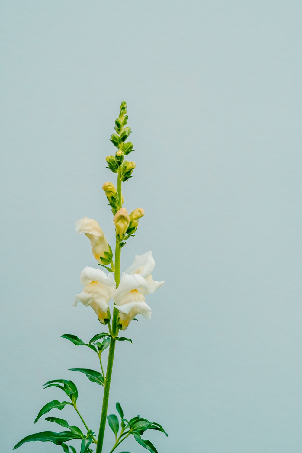 Snapdragons Wallpapers