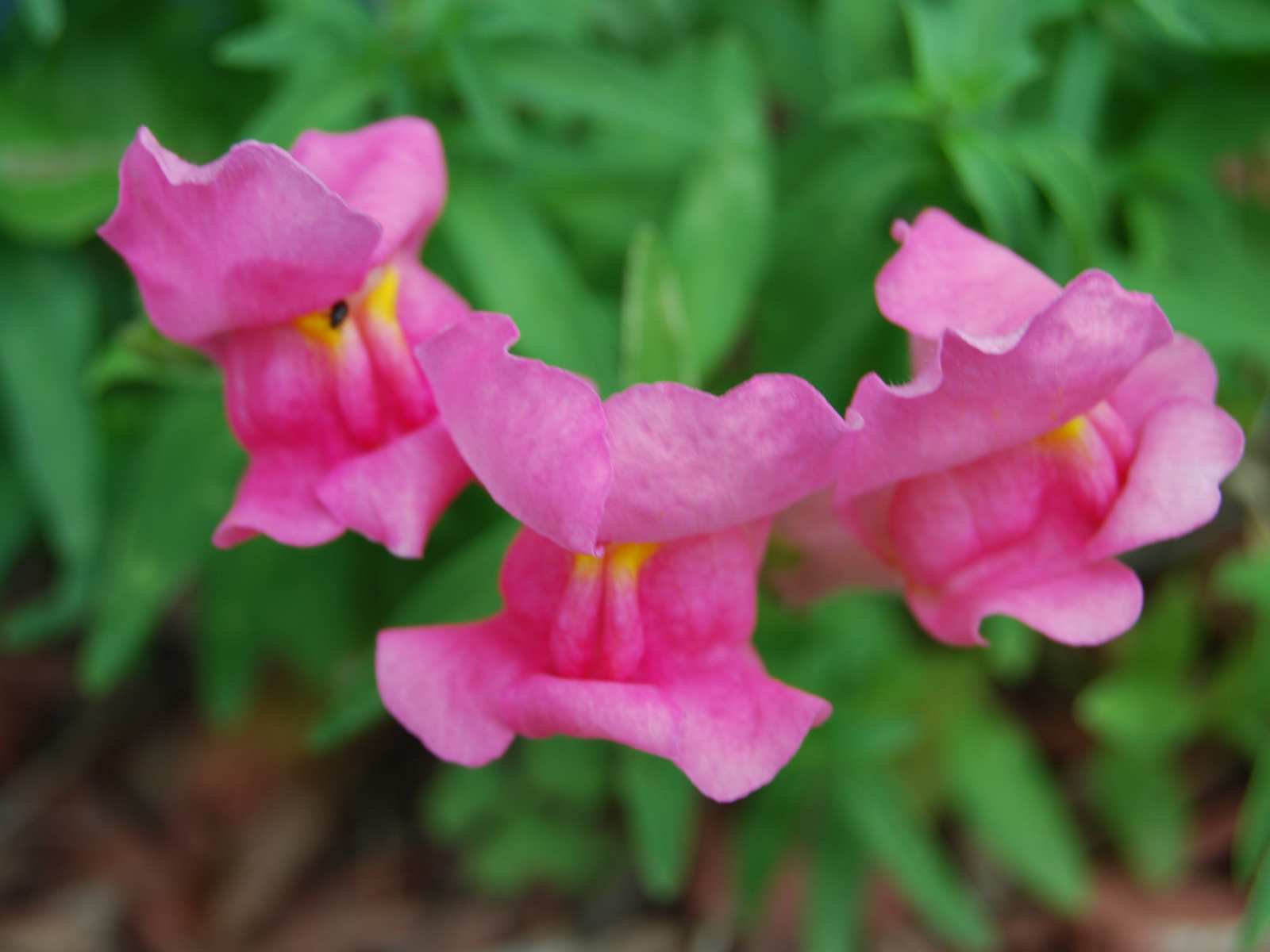 Snapdragons Wallpapers