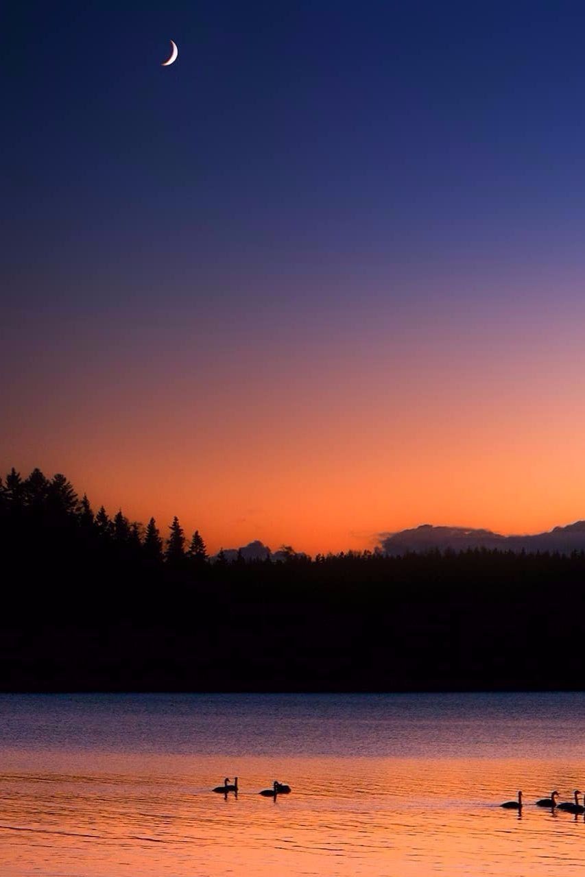 Snnow-Covered Fir Trees At Dusk In Twilight Moon Wallpapers