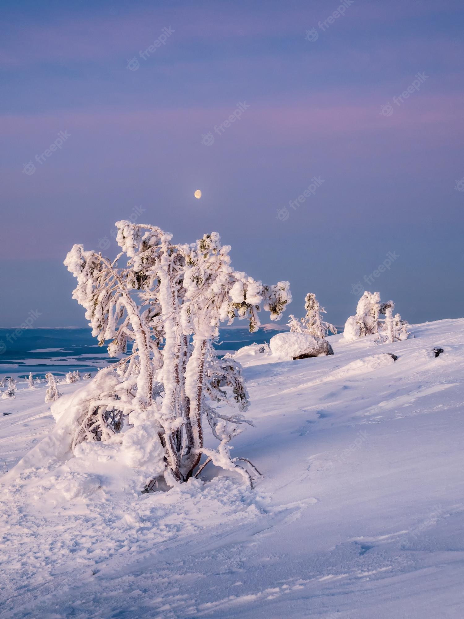 Snnow-Covered Fir Trees At Dusk In Twilight Moon Wallpapers