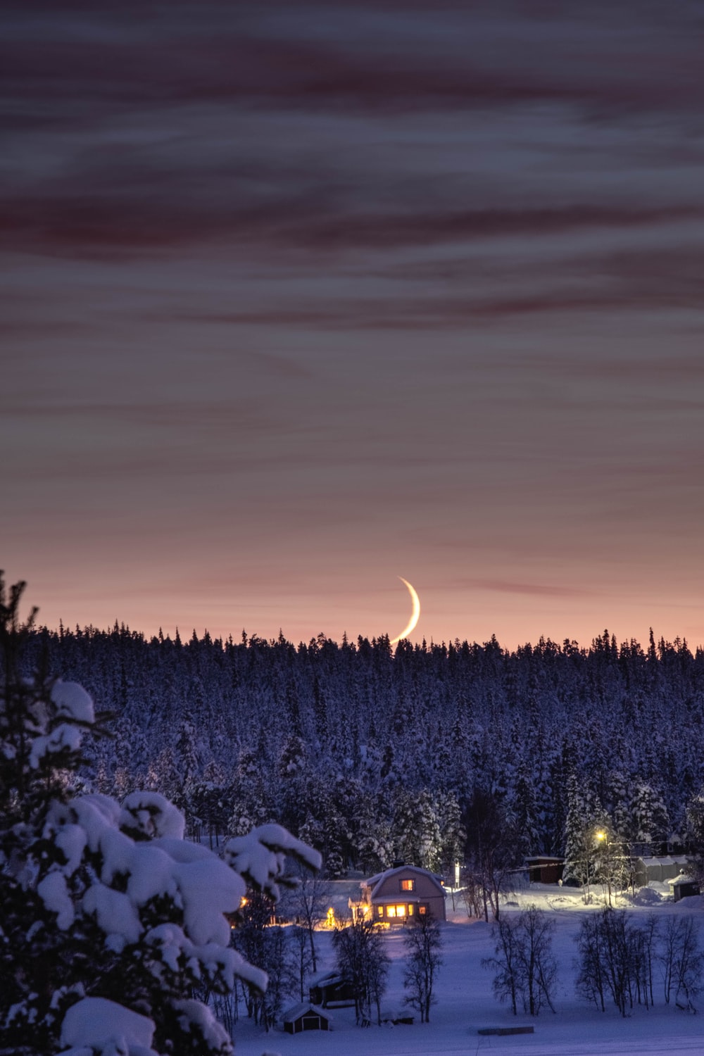 Snnow-Covered Fir Trees At Dusk In Twilight Moon Wallpapers