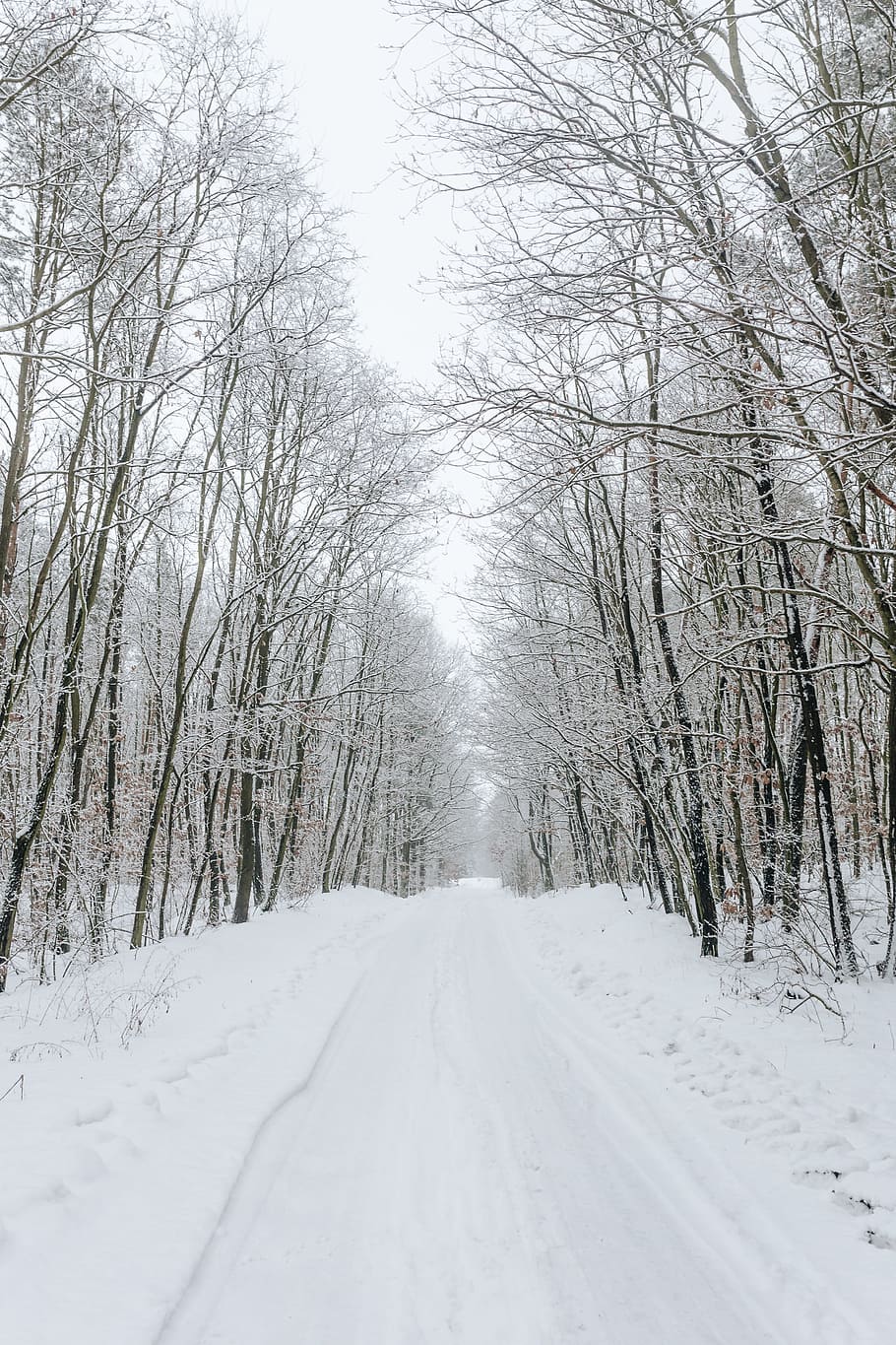 Snow Covered Forest Road Wallpapers