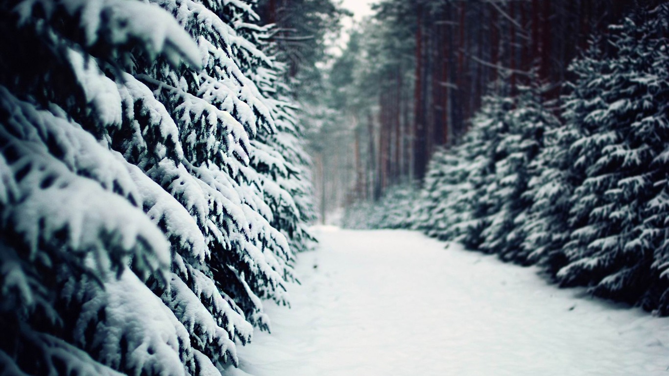 Snow Covered Forest Road Wallpapers