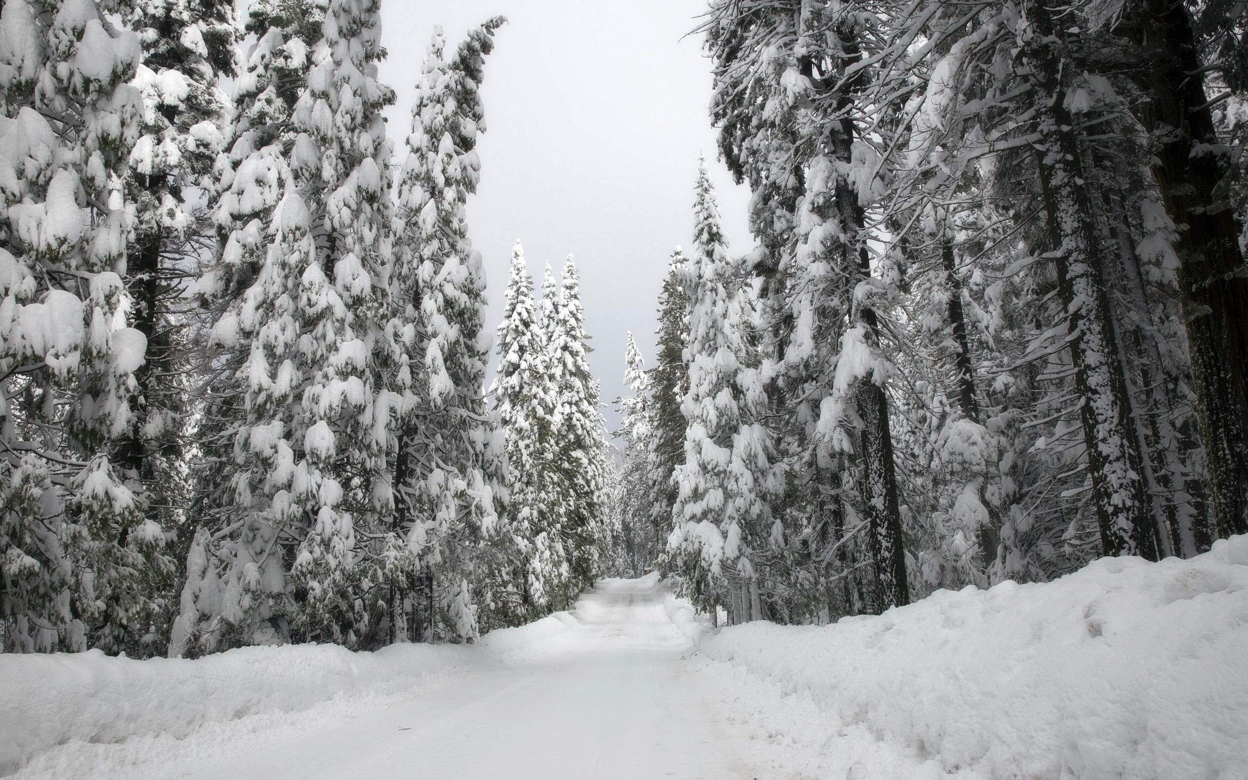 Snow Covered Forest Road Wallpapers