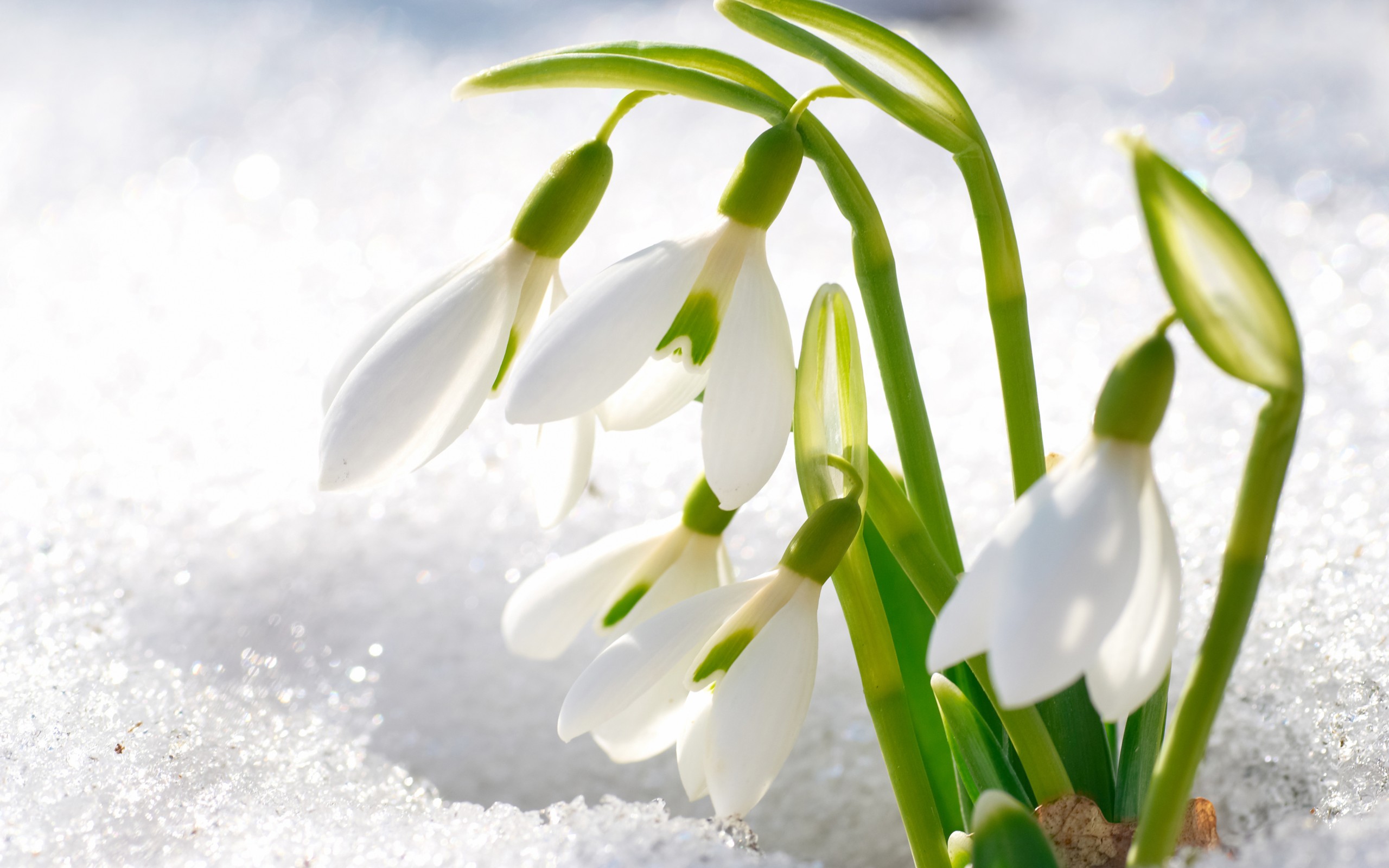 Snowdrop Wallpapers