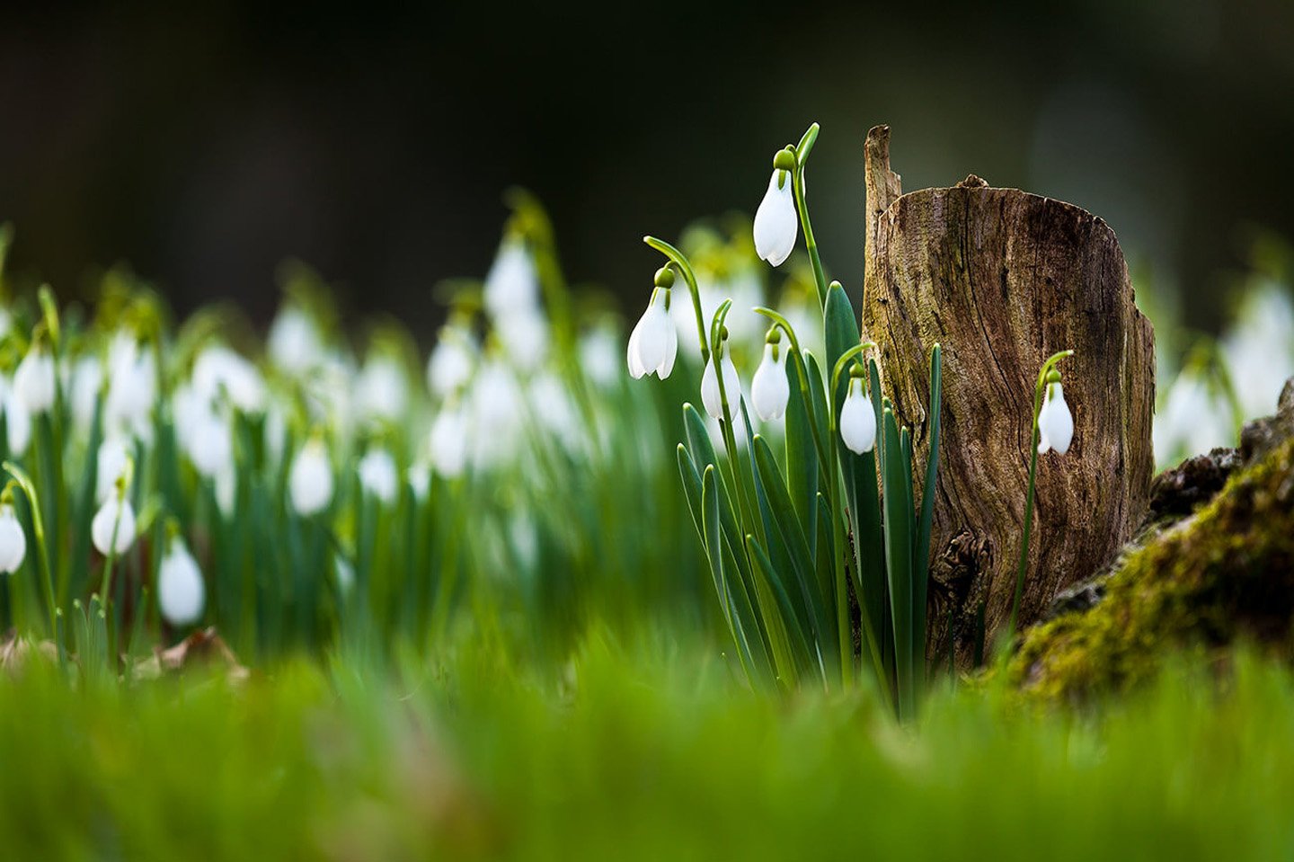 Snowdrop Wallpapers