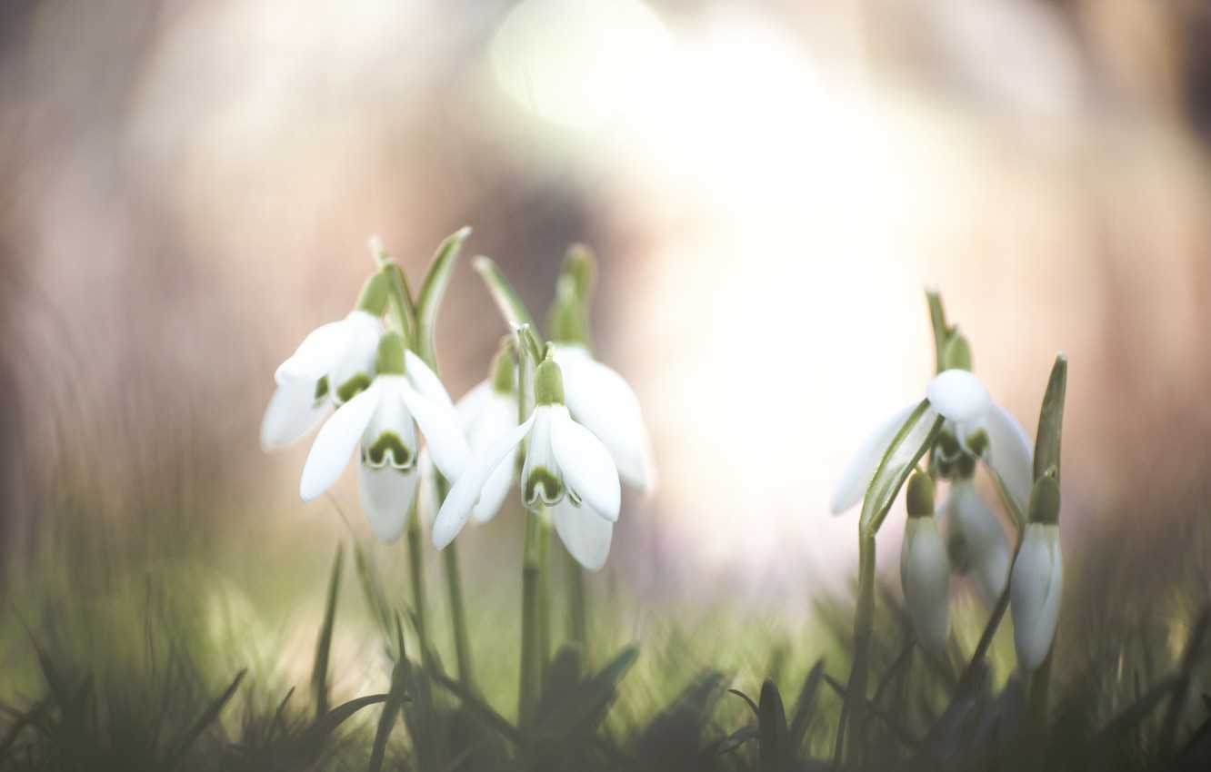 Snowdrop Wallpapers