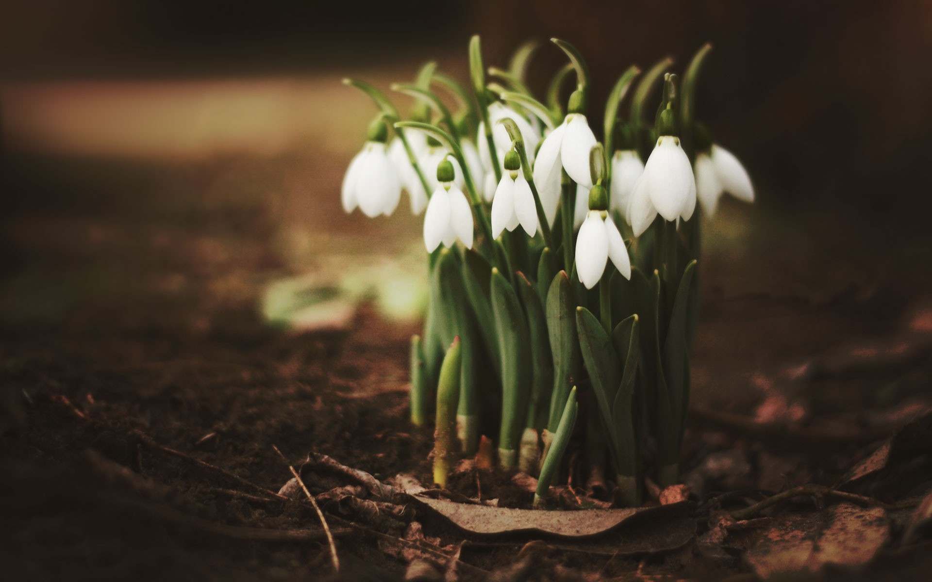 Snowdrop Wallpapers