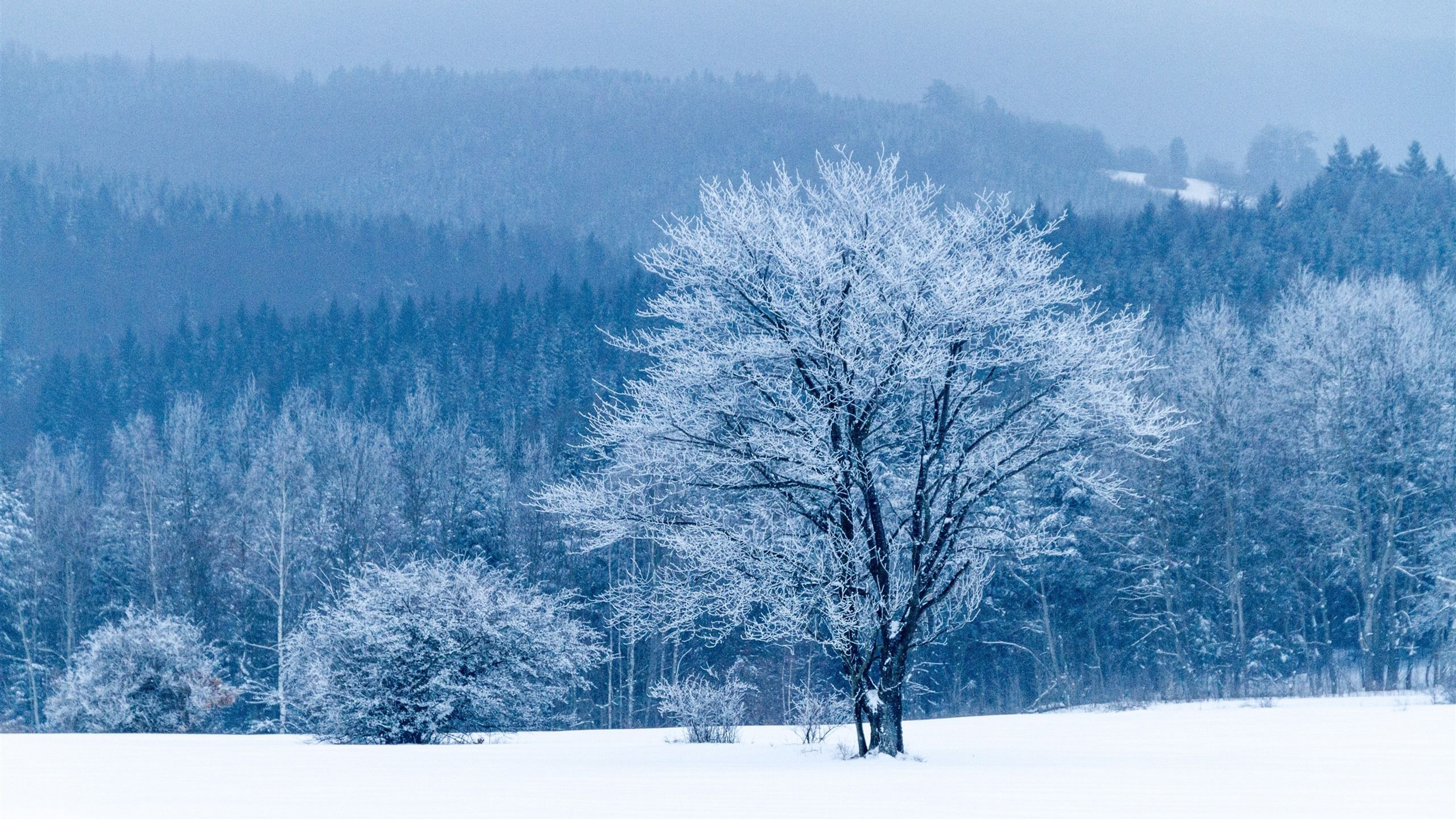 Snowy Forest 4K Wallpapers