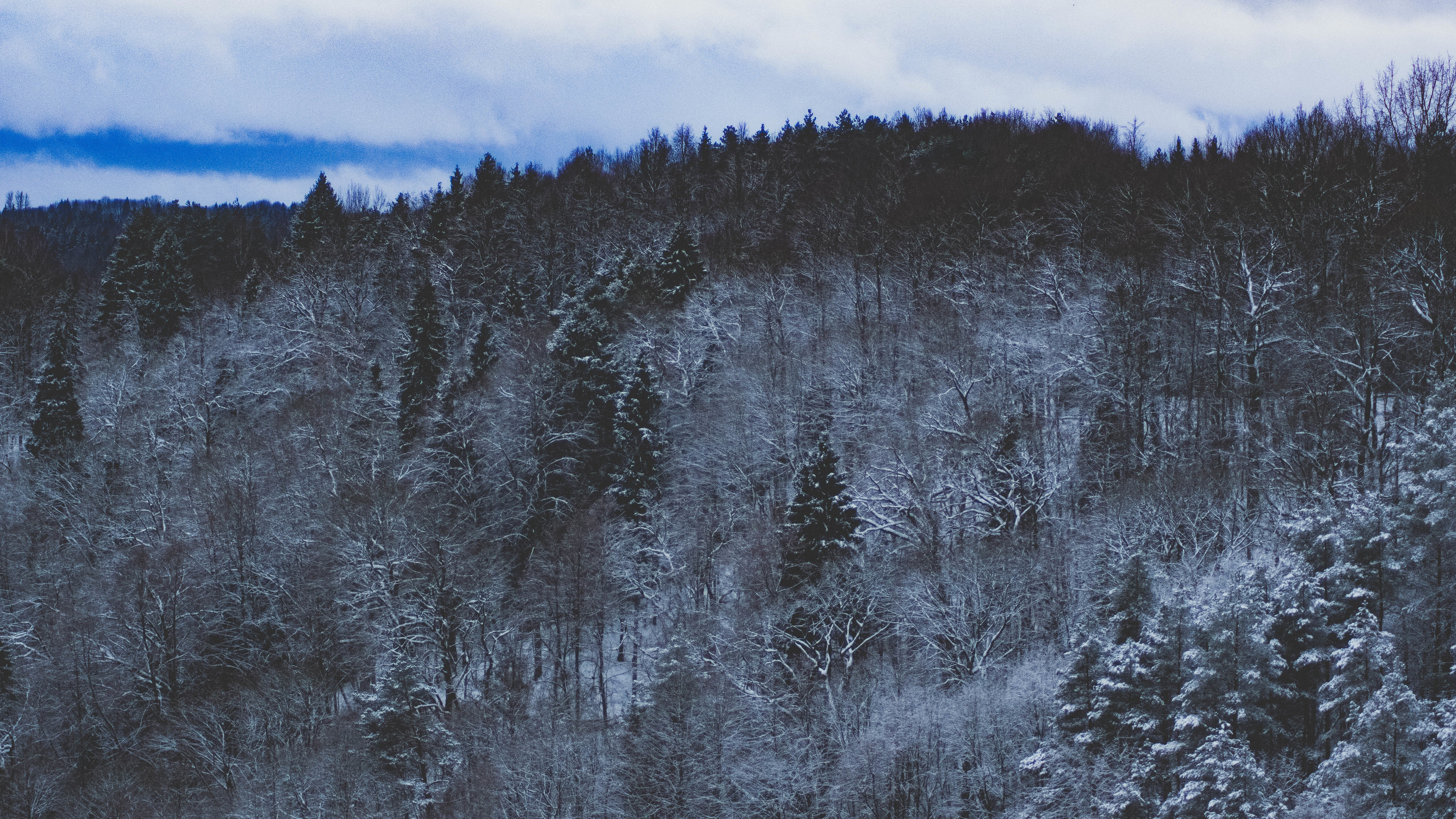 Snowy Forest 4K Wallpapers