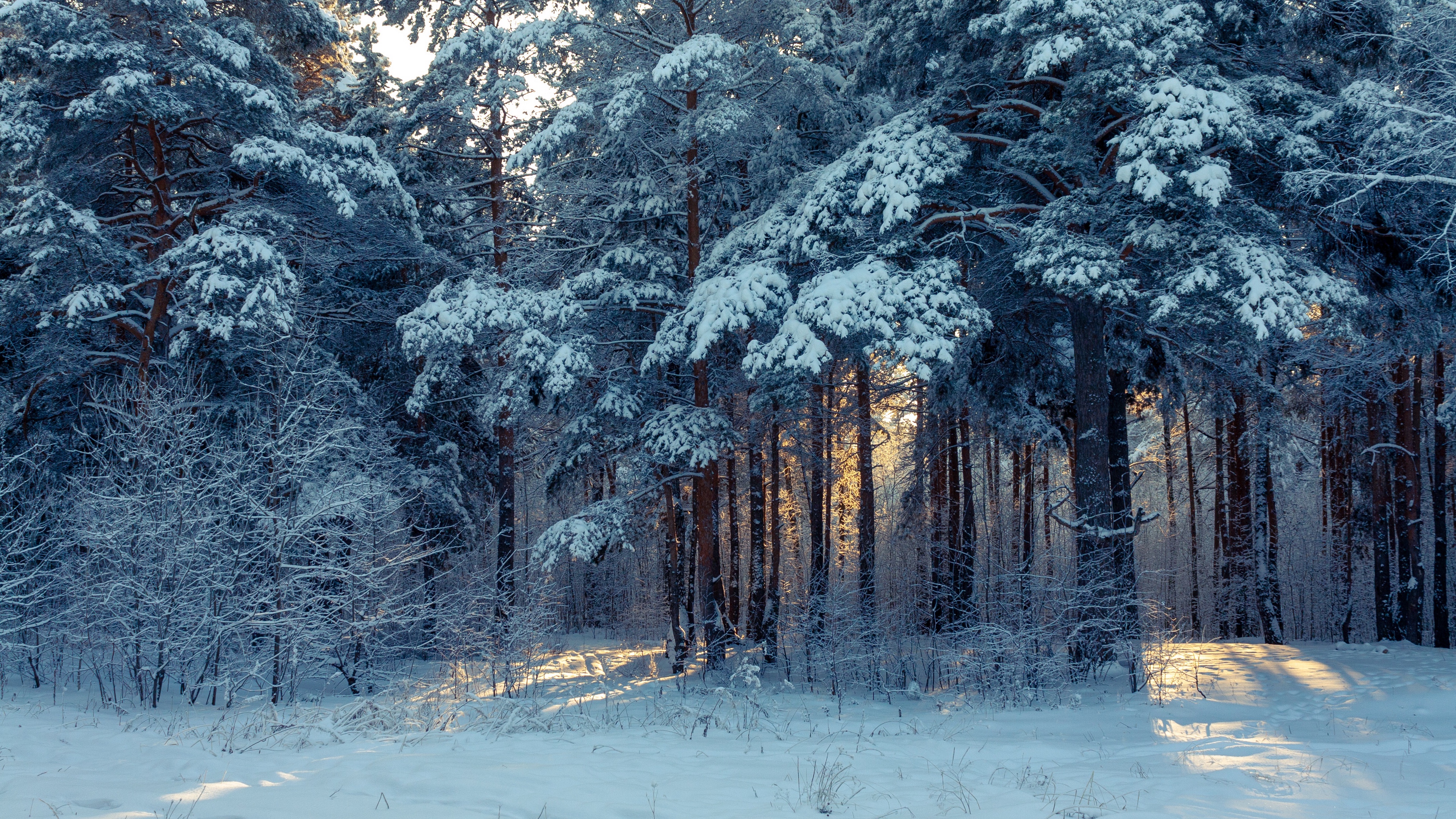 Snowy Forest 4K Wallpapers