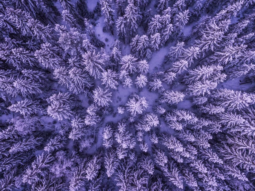 Snowy Forest 4K Wallpapers