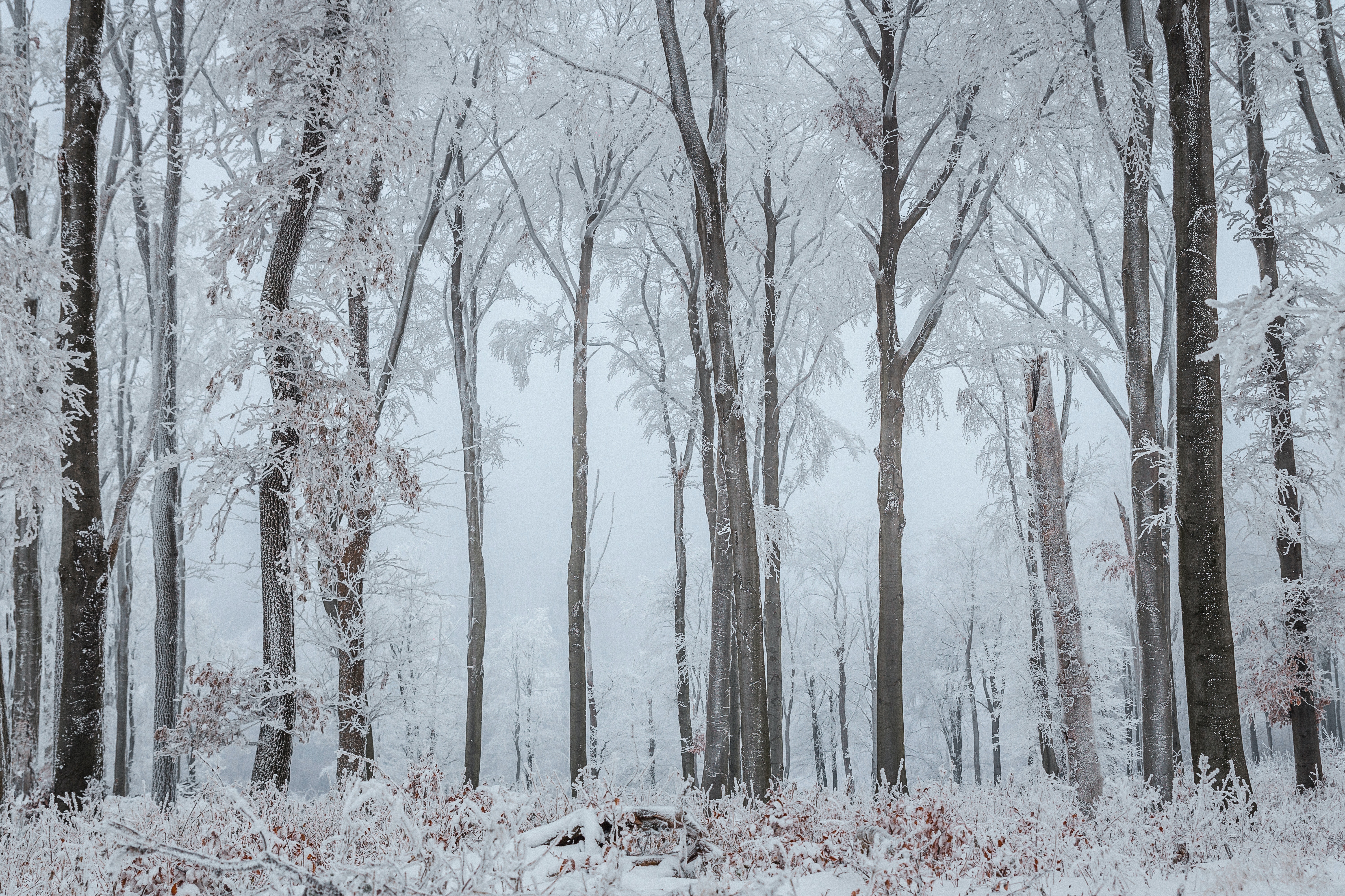 Snowy Forest 4K Wallpapers