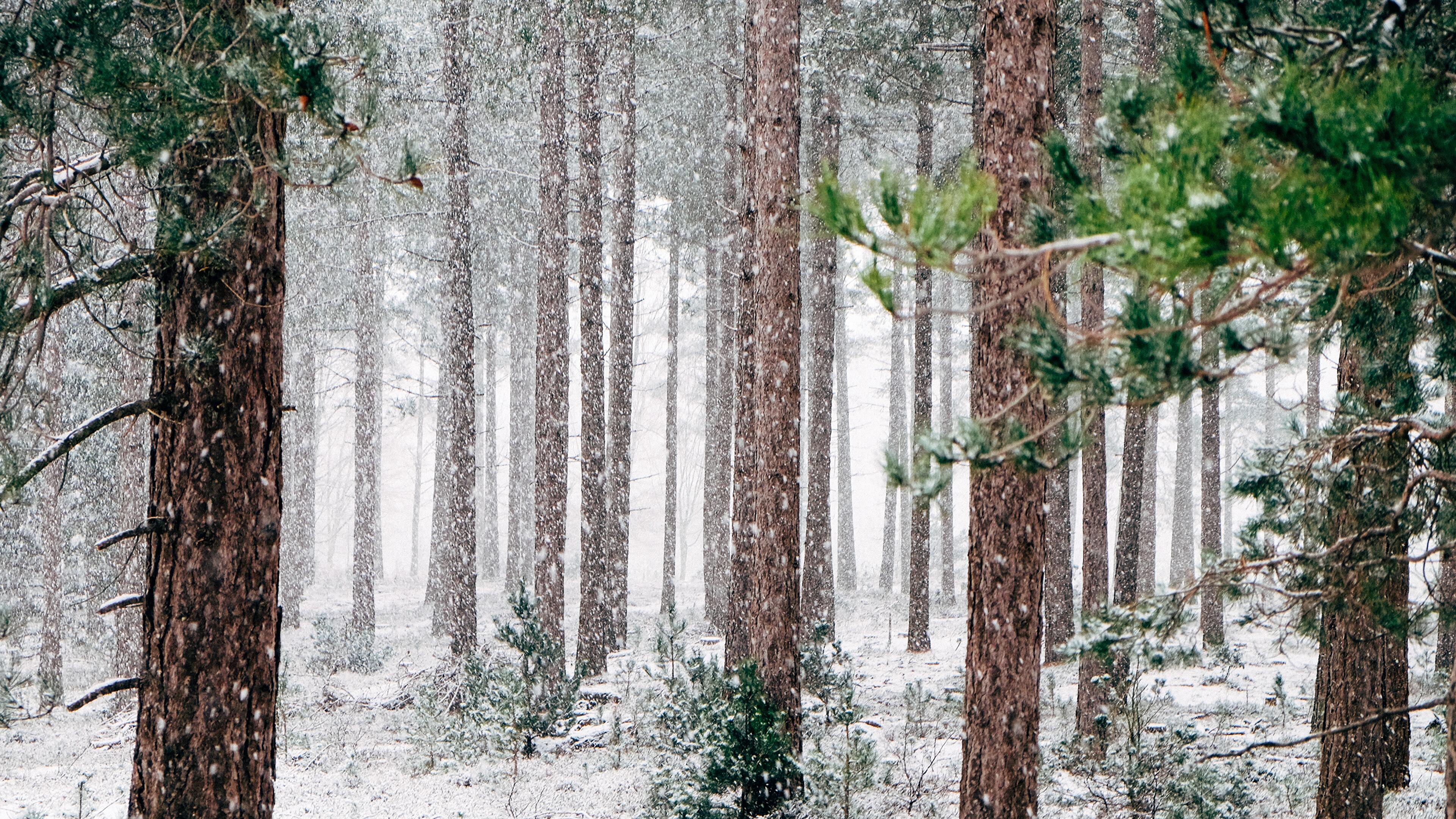 Snowy Forest 4K Wallpapers