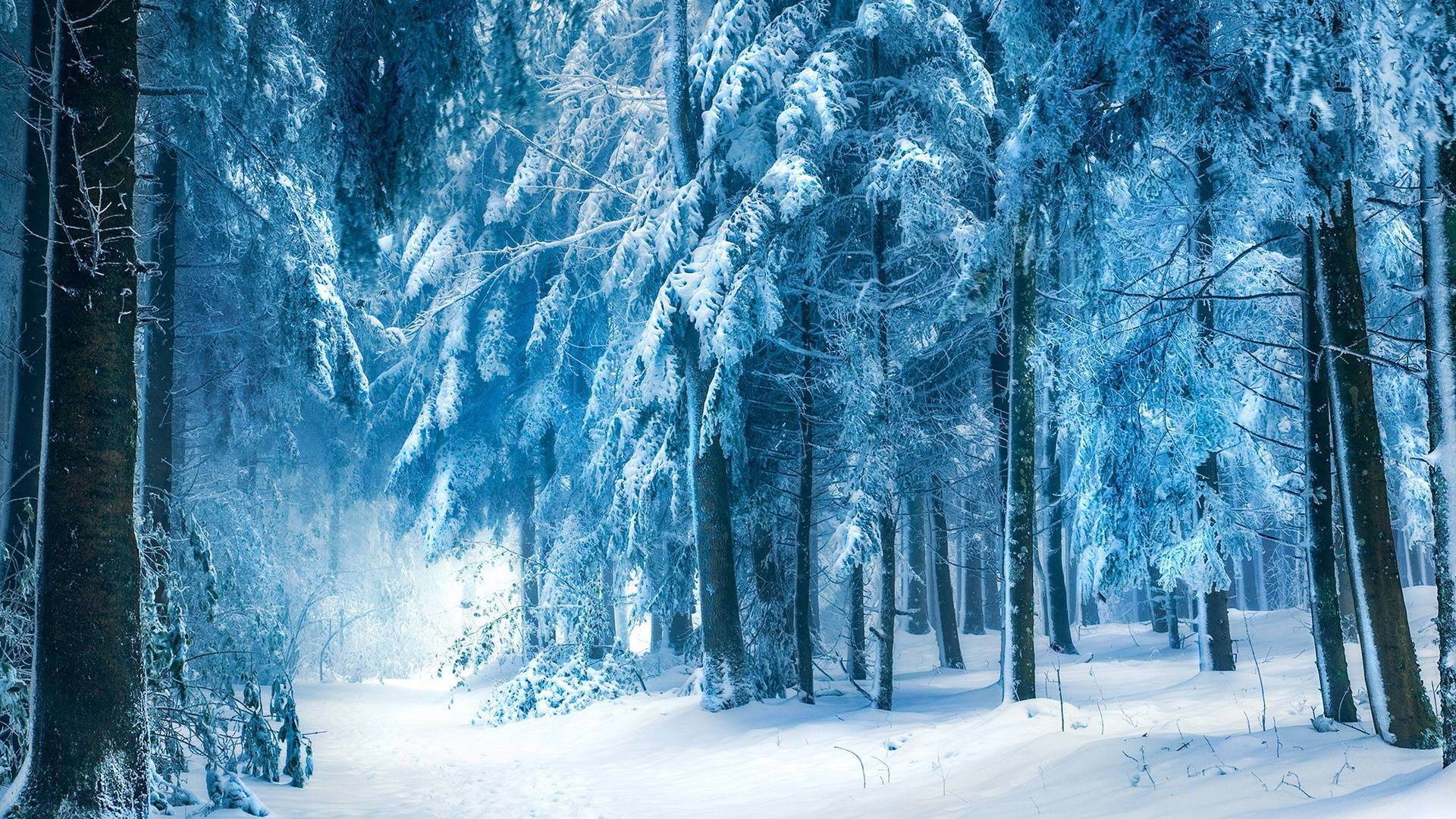 Snowy Forest 4K Wallpapers