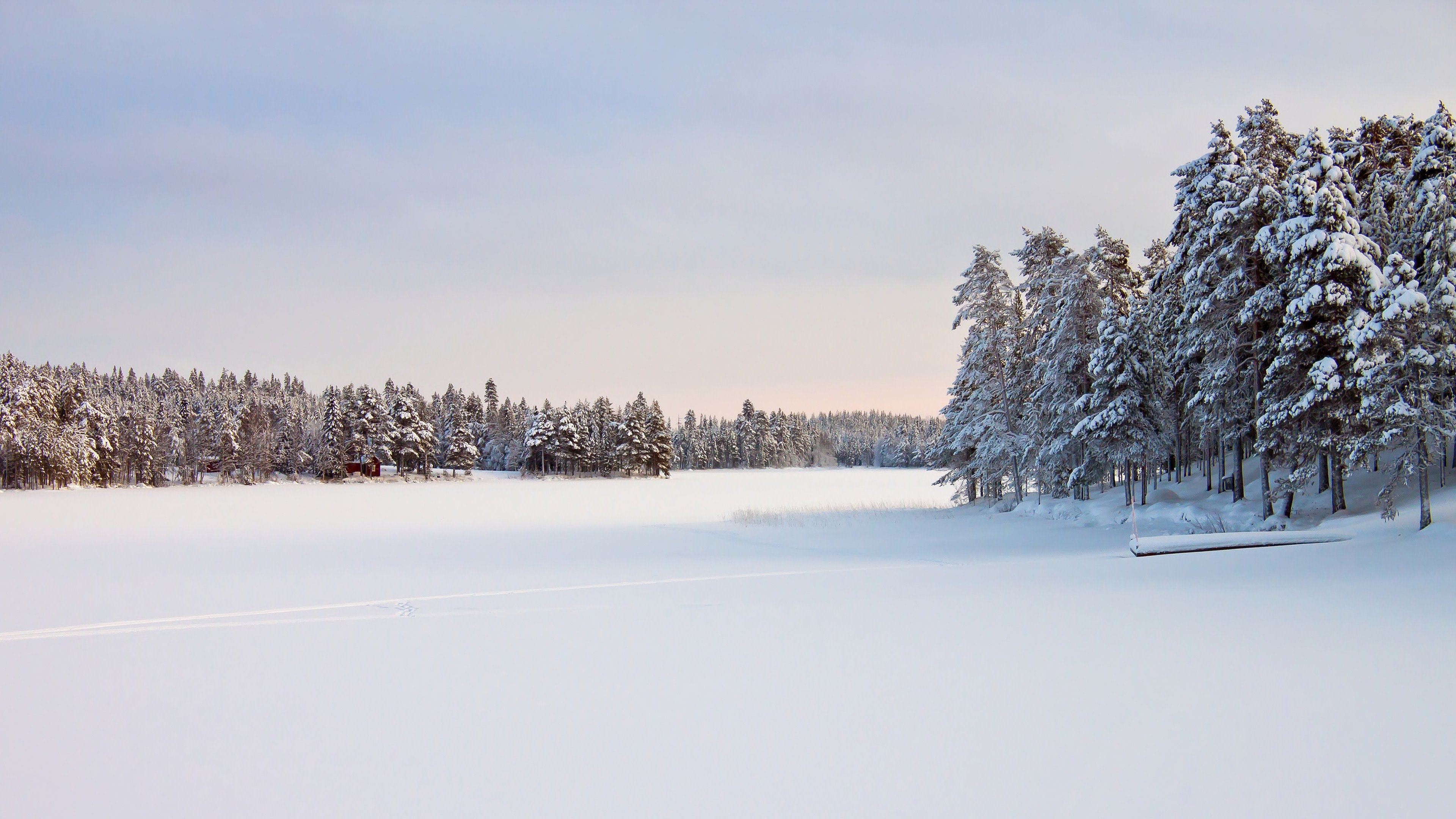 Snowy Forest 4K Wallpapers