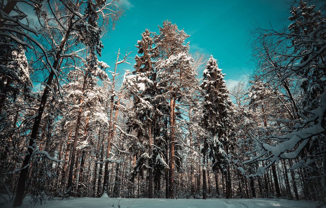 Snowy Forest 4K Wallpapers