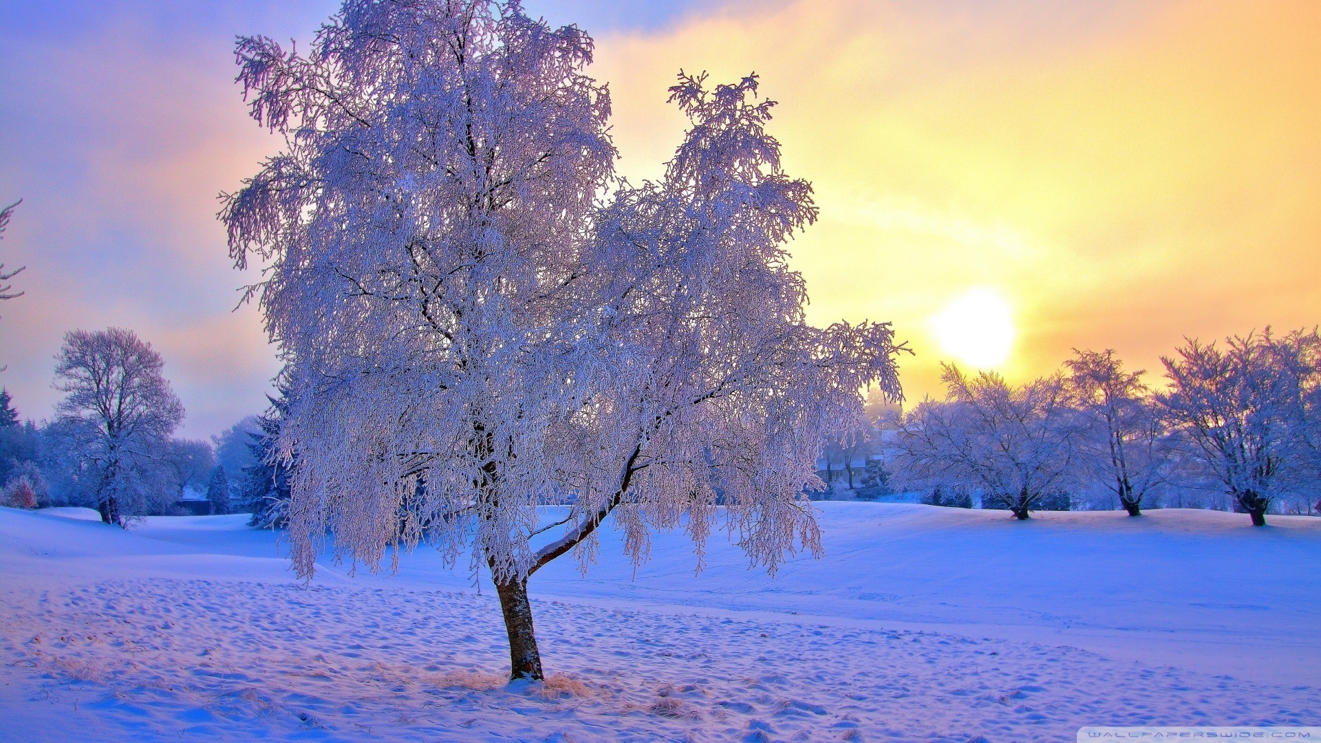 Snowy Winter Sunrise Wallpapers