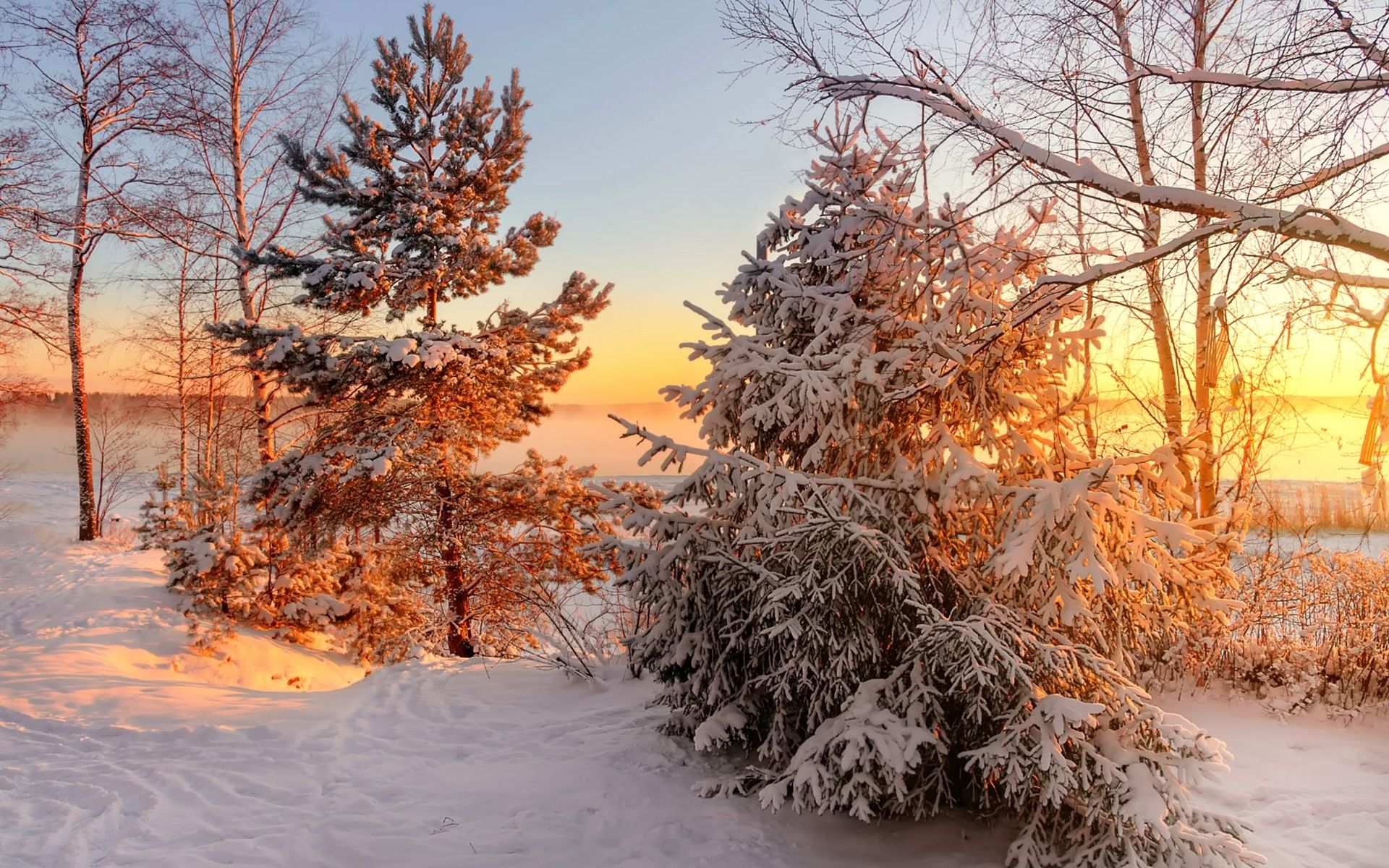 Snowy Winter Sunrise Wallpapers