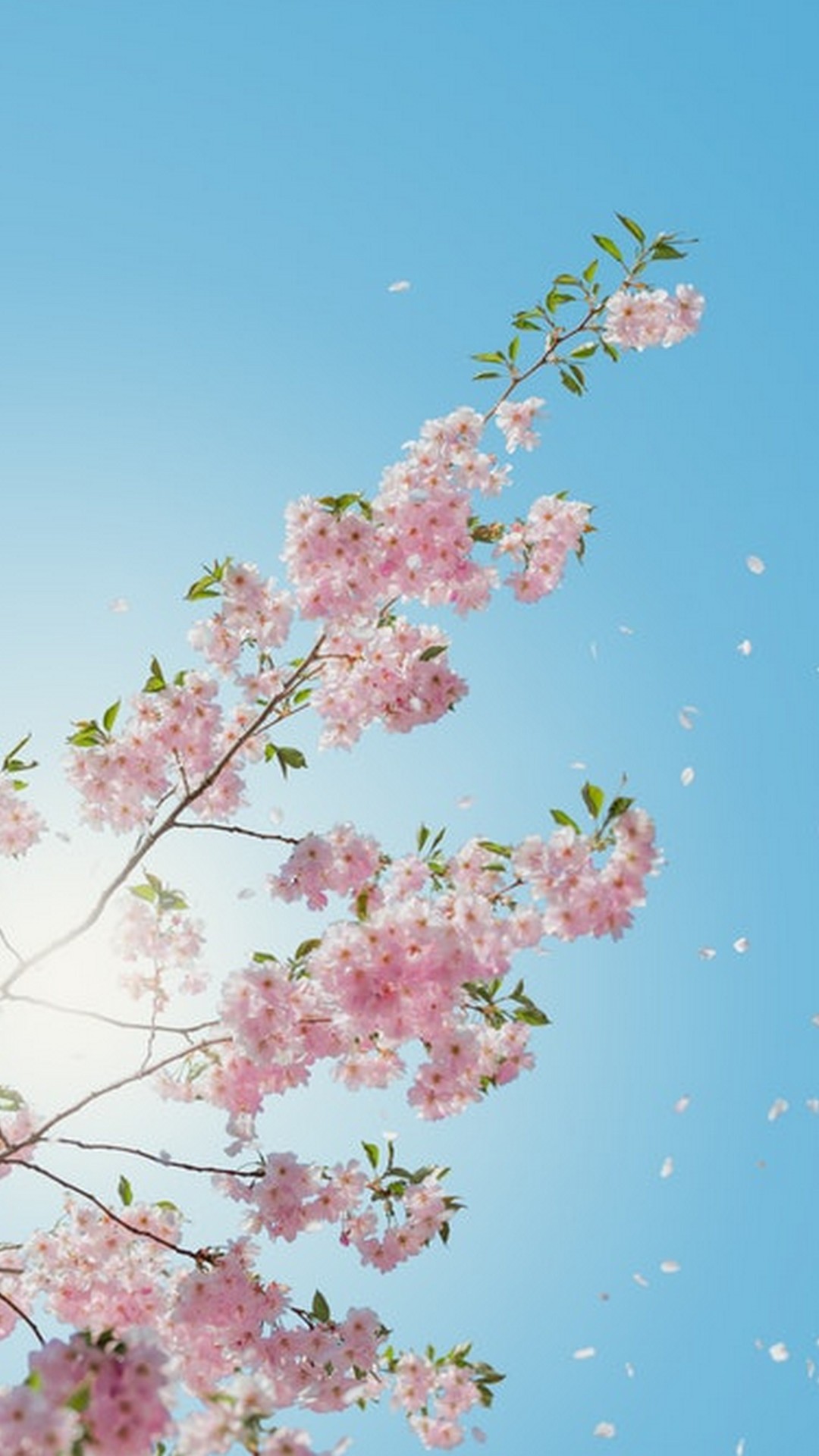 Spring Wallpapers