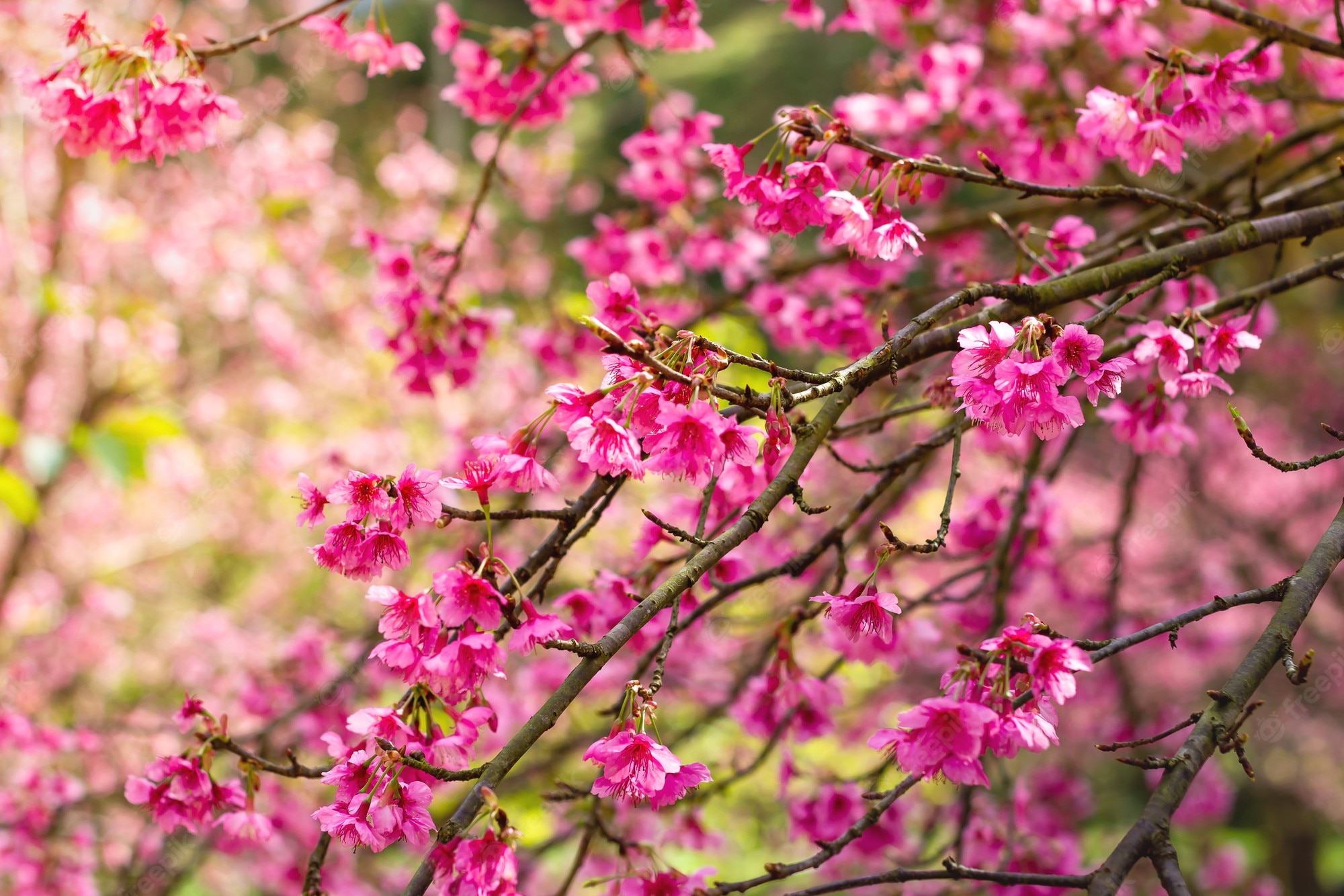 Spring Season Plant Tree Wallpapers