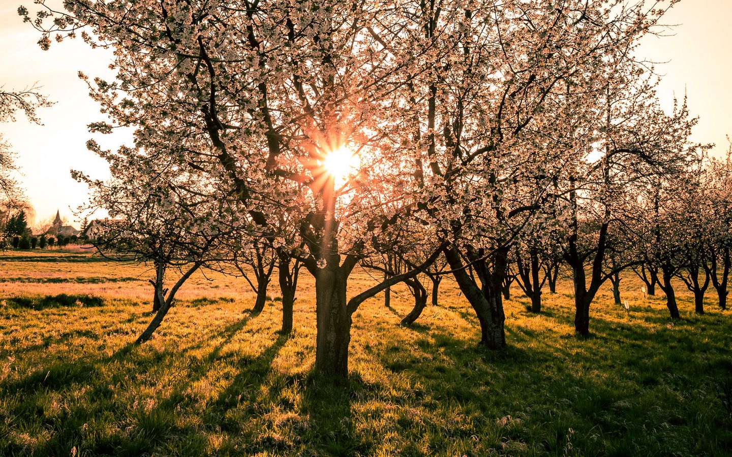 Spring Trees And Sunset Wallpapers
