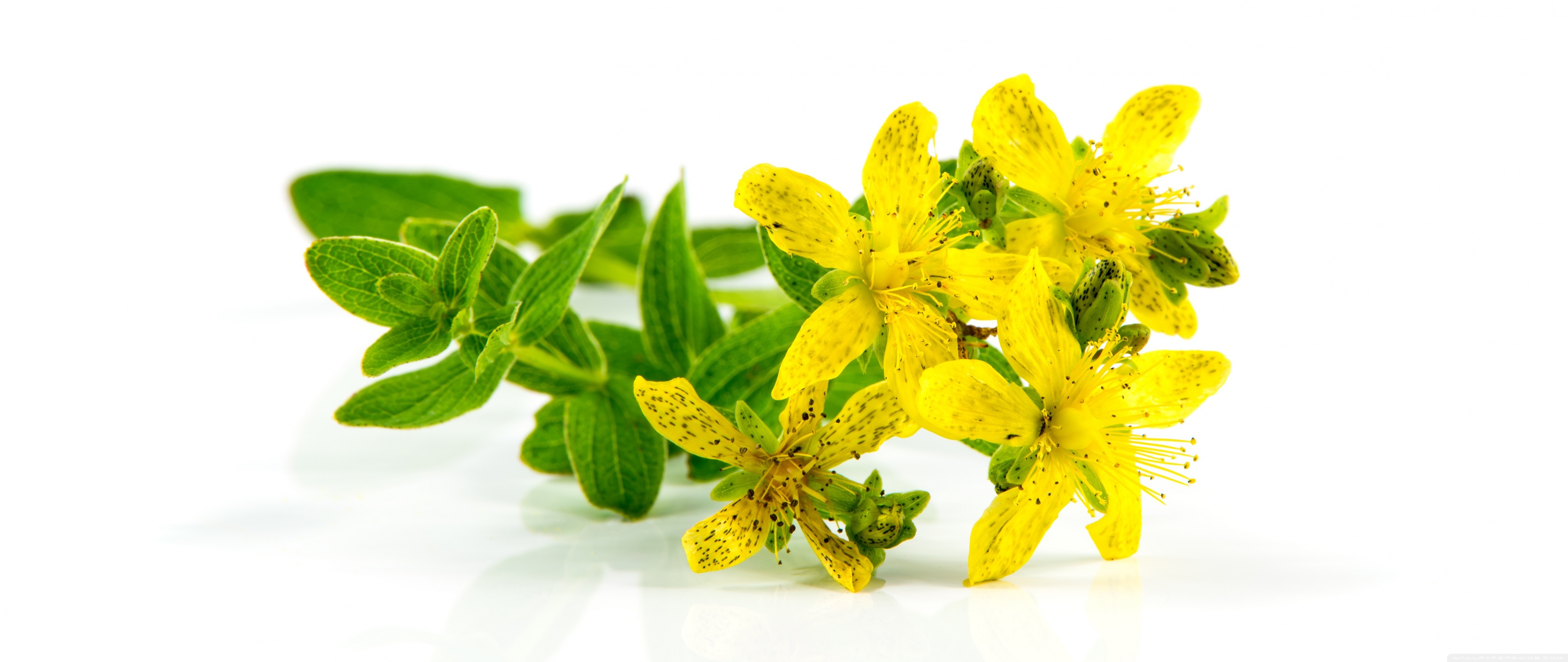 St John'S Wort Wallpapers