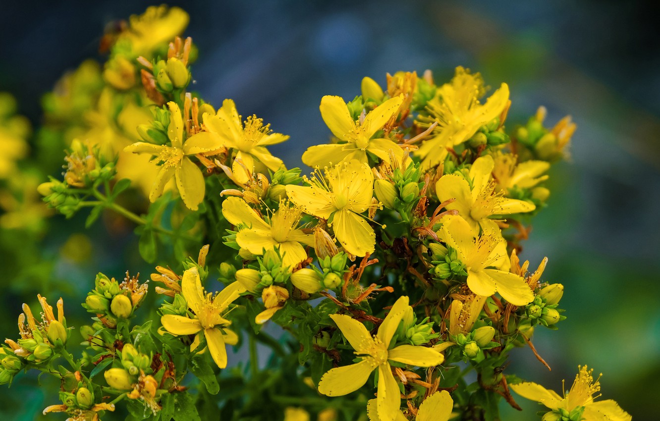 St John'S Wort Wallpapers