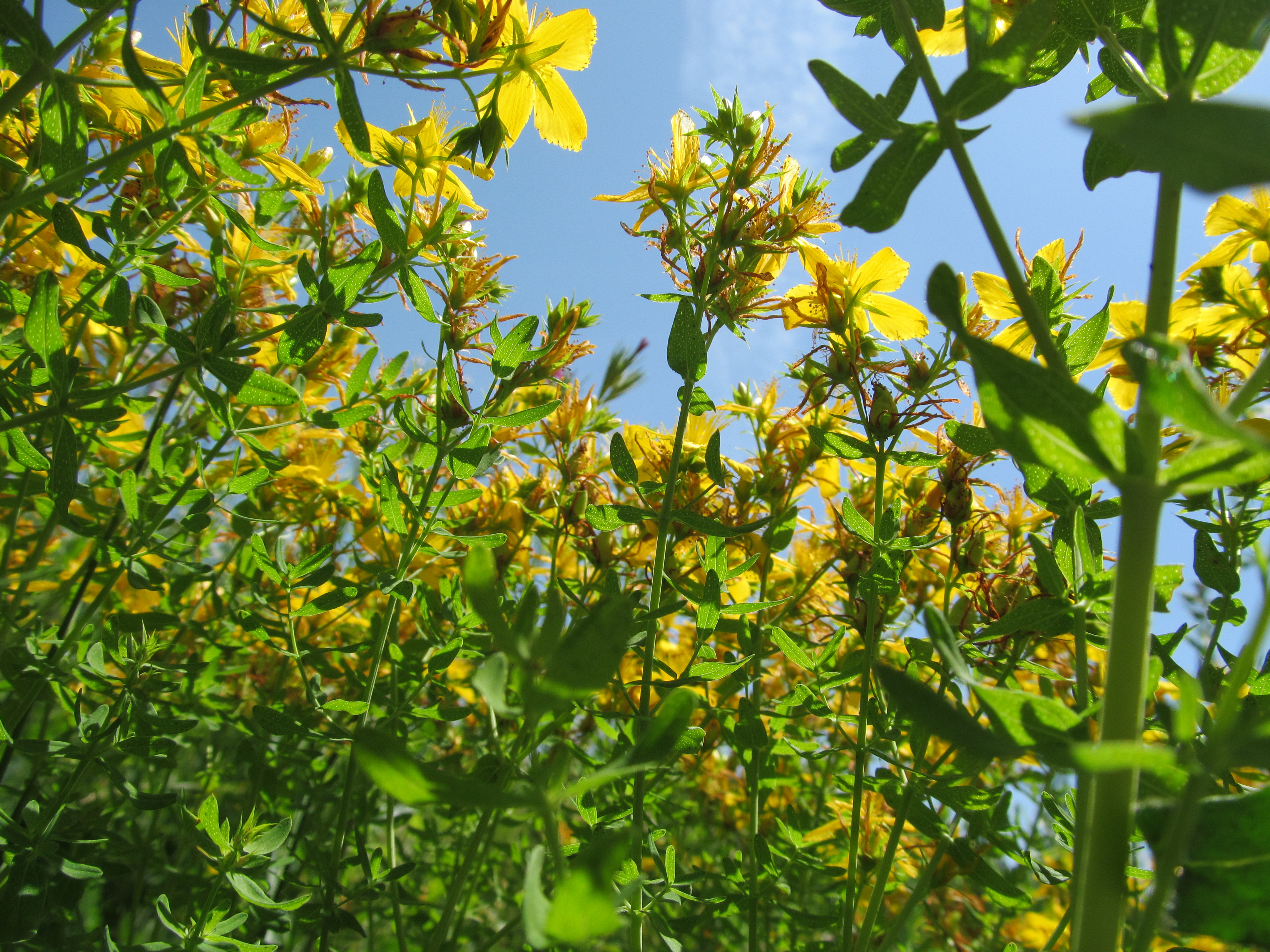 St John'S Wort Wallpapers