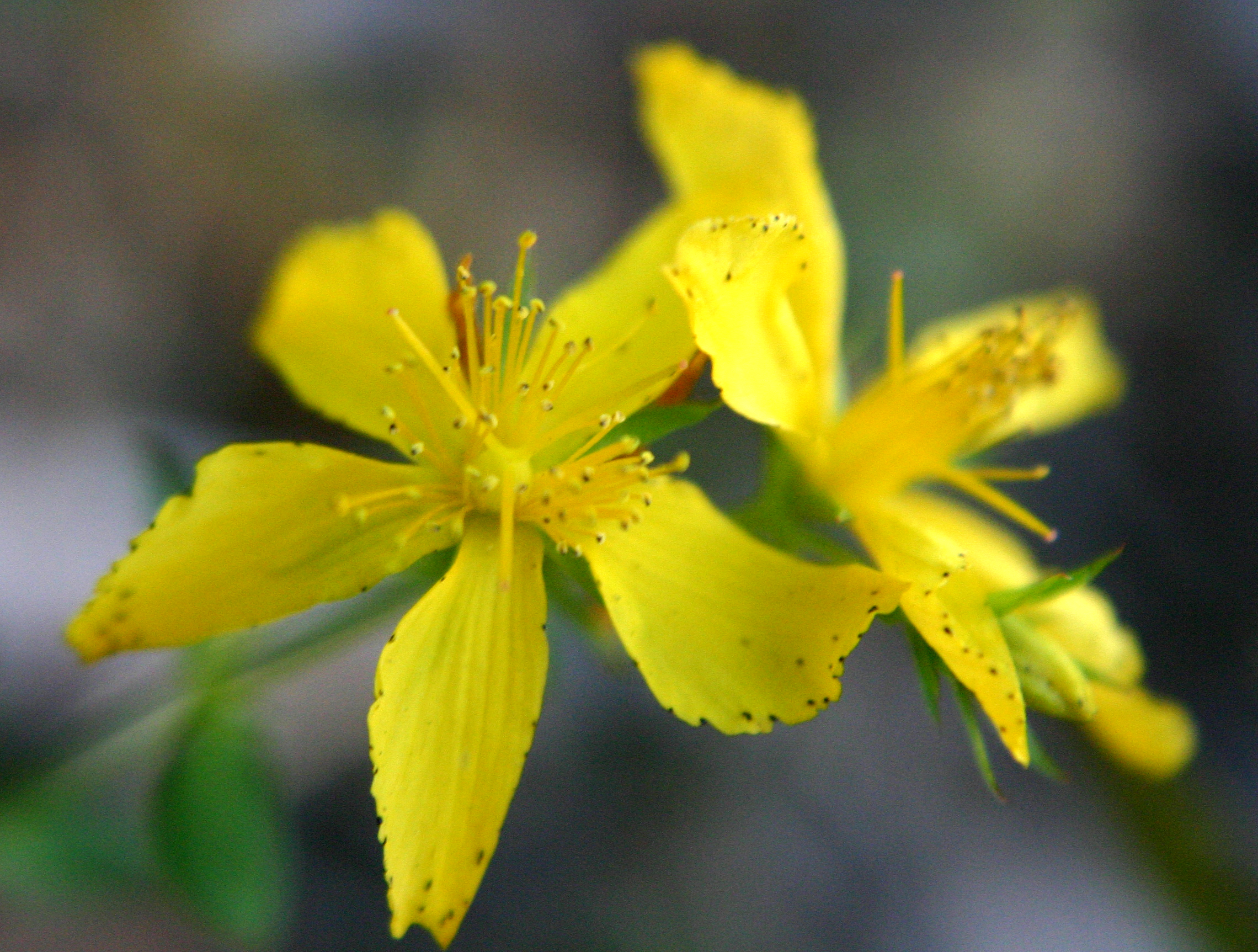 St John'S Wort Wallpapers