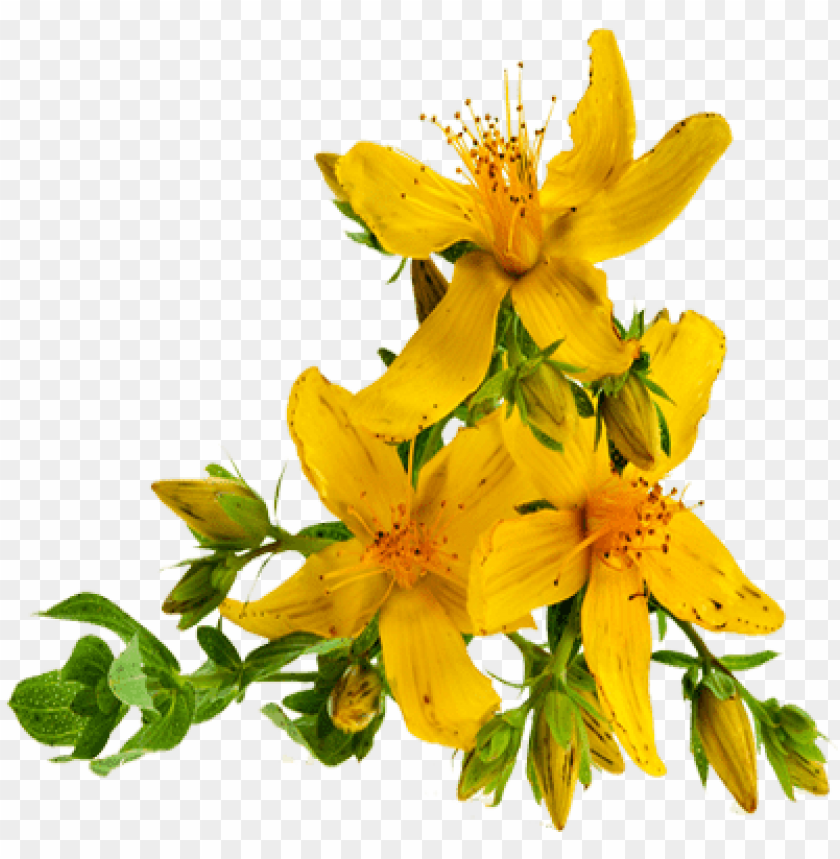 St John'S Wort Wallpapers