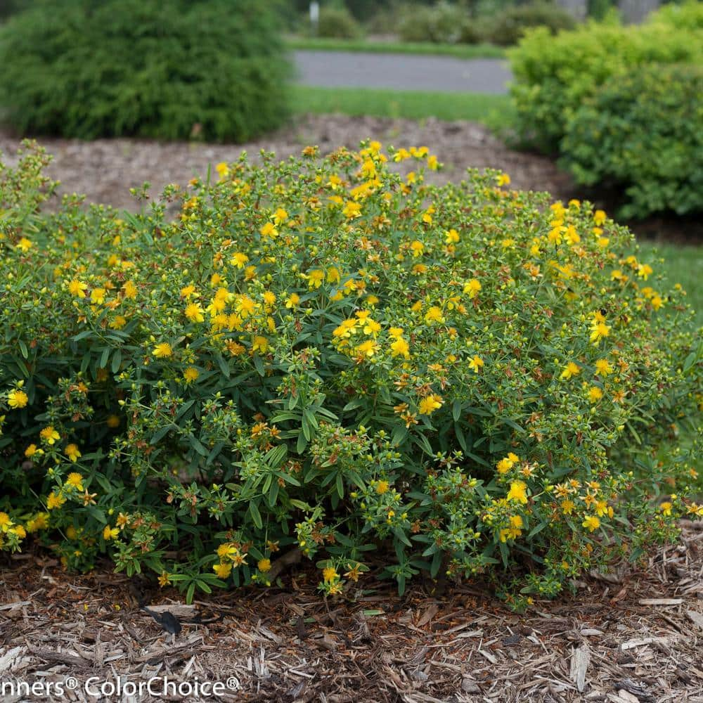 St John'S Wort Wallpapers