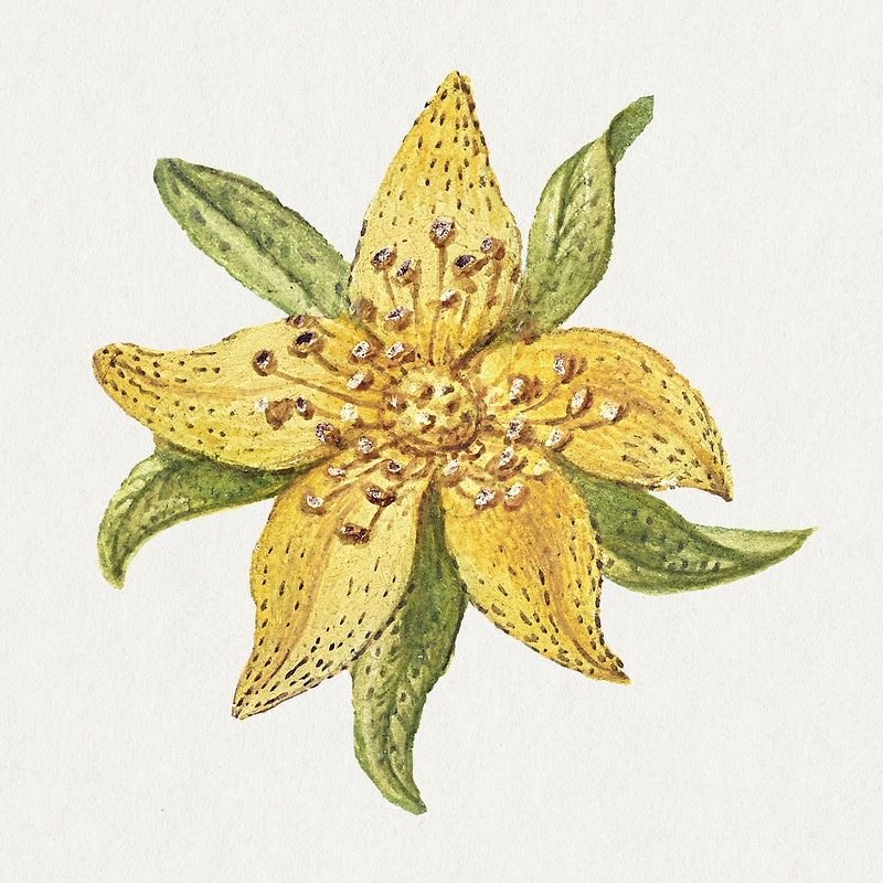 St John'S Wort Wallpapers