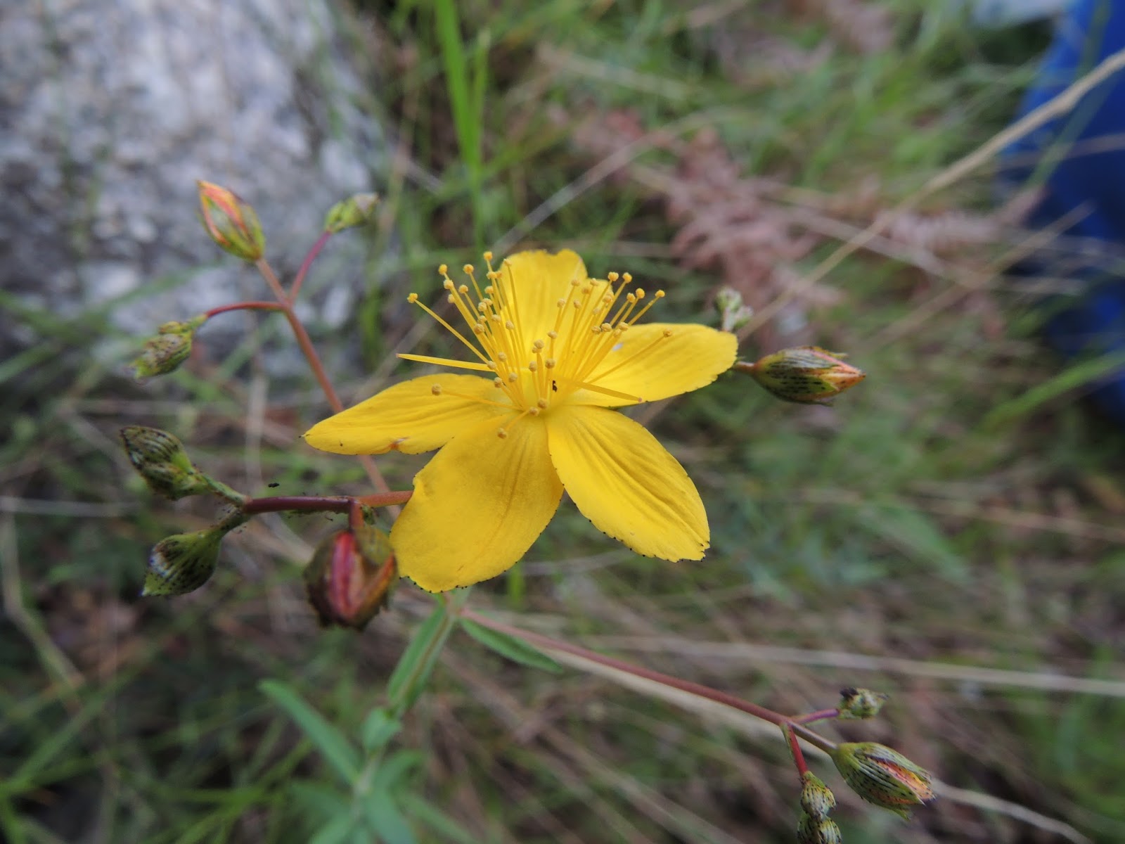 St John'S Wort Wallpapers