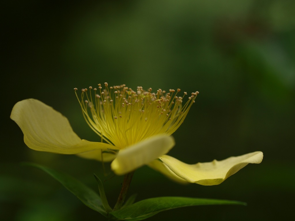 St John'S Wort Wallpapers