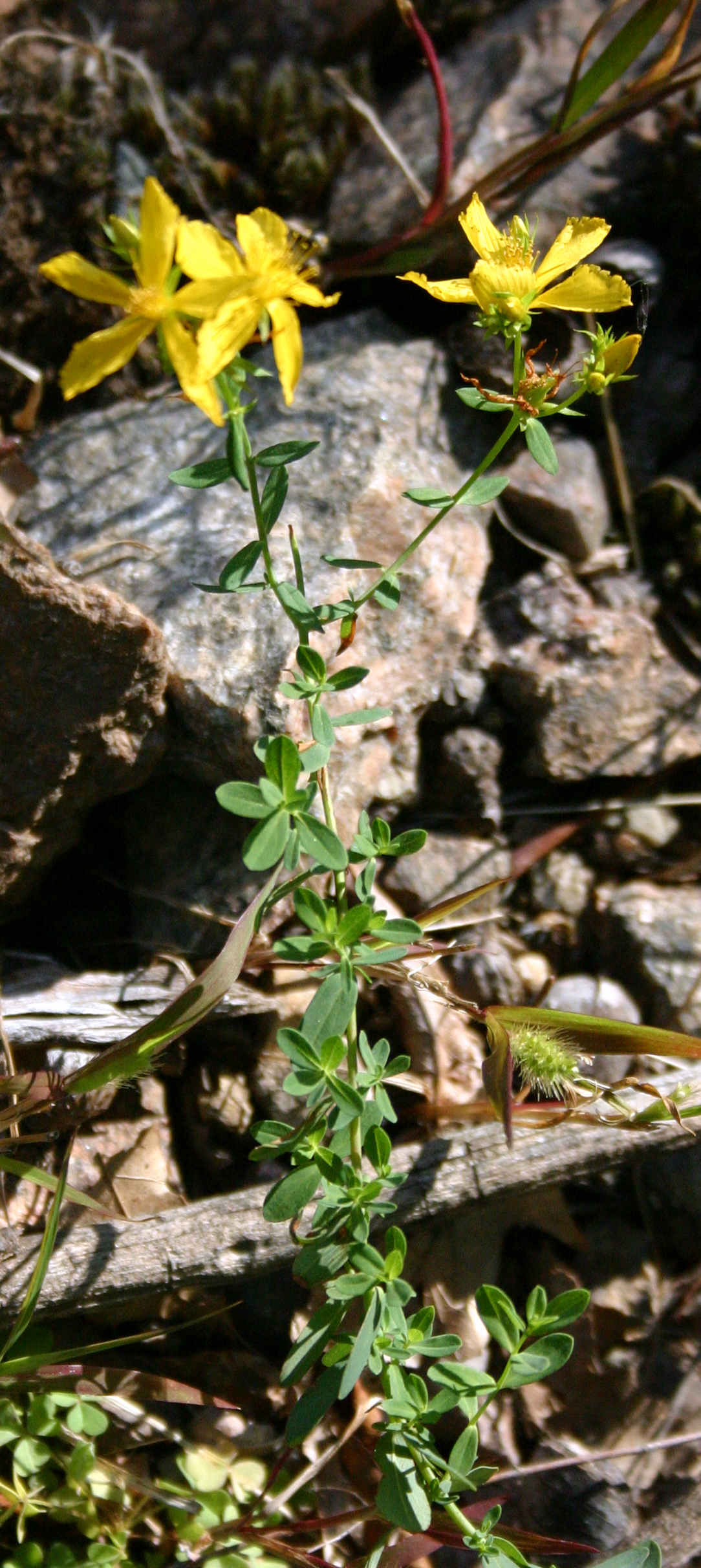 St John'S Wort Wallpapers