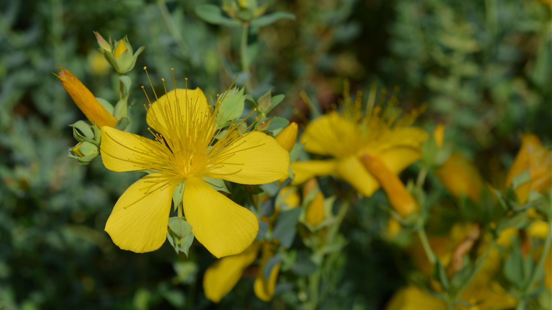 St John'S Wort Wallpapers