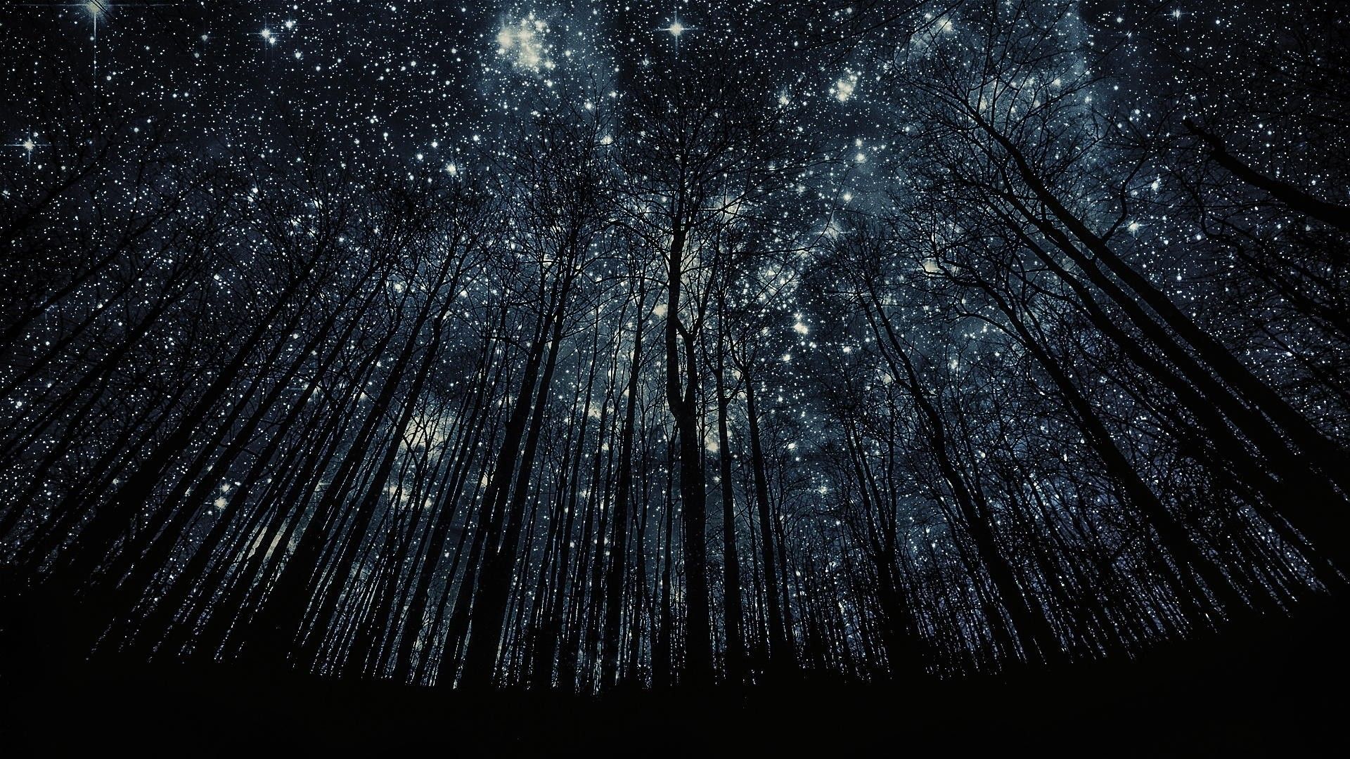 Stars Trees Night Dark Sky Wallpapers