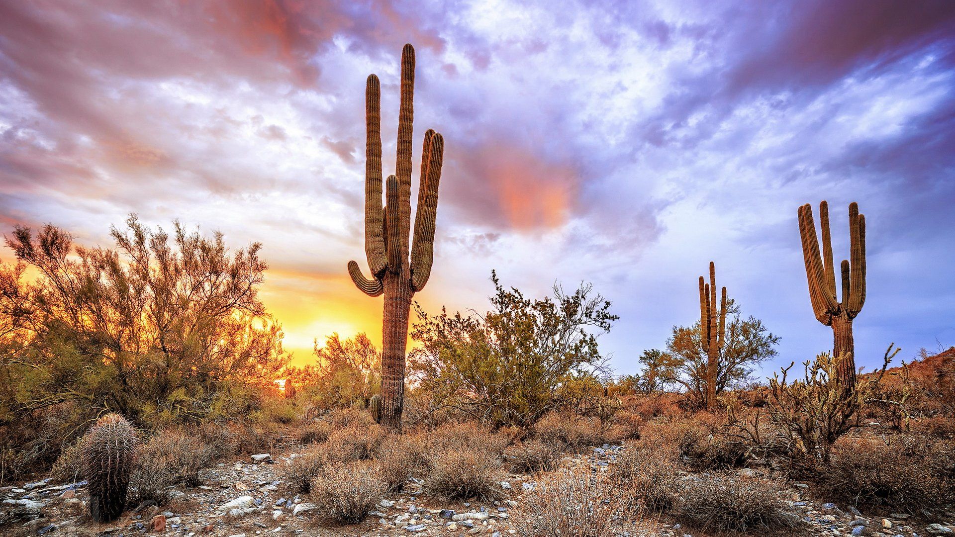 Storm At Cactus Desert Wallpapers