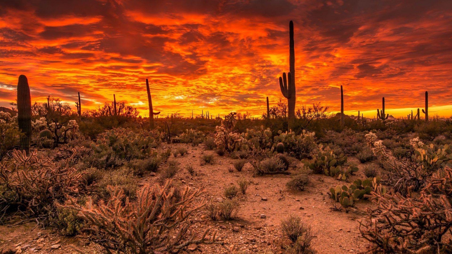 Storm At Cactus Desert Wallpapers