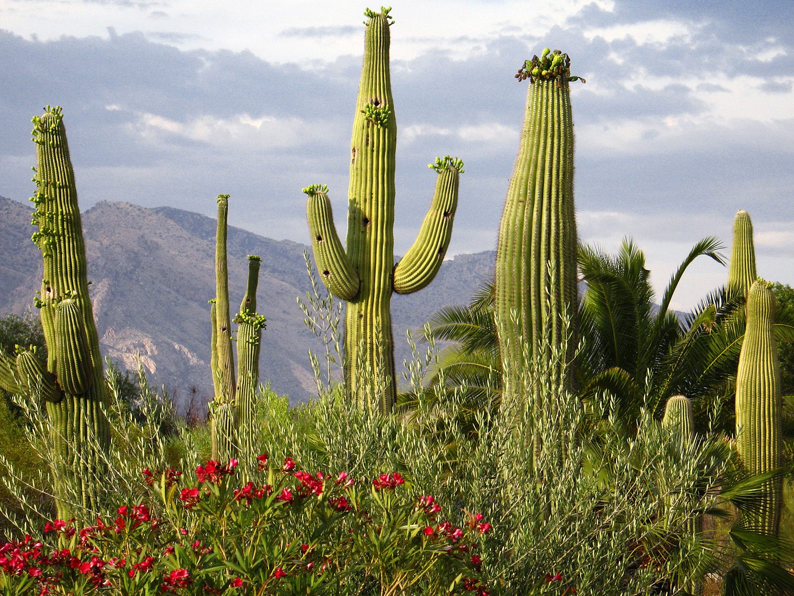 Storm At Cactus Desert Wallpapers