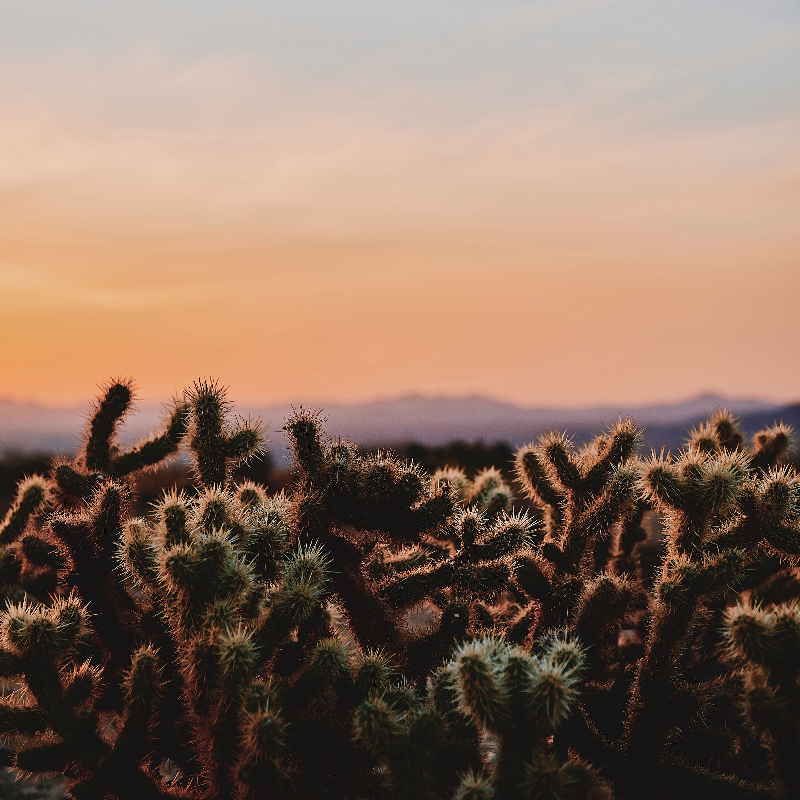 Storm At Cactus Desert Wallpapers