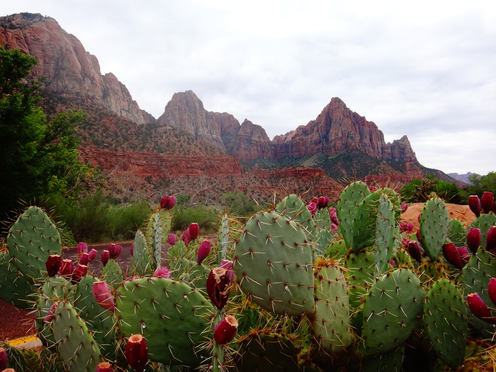 Storm At Cactus Desert Wallpapers